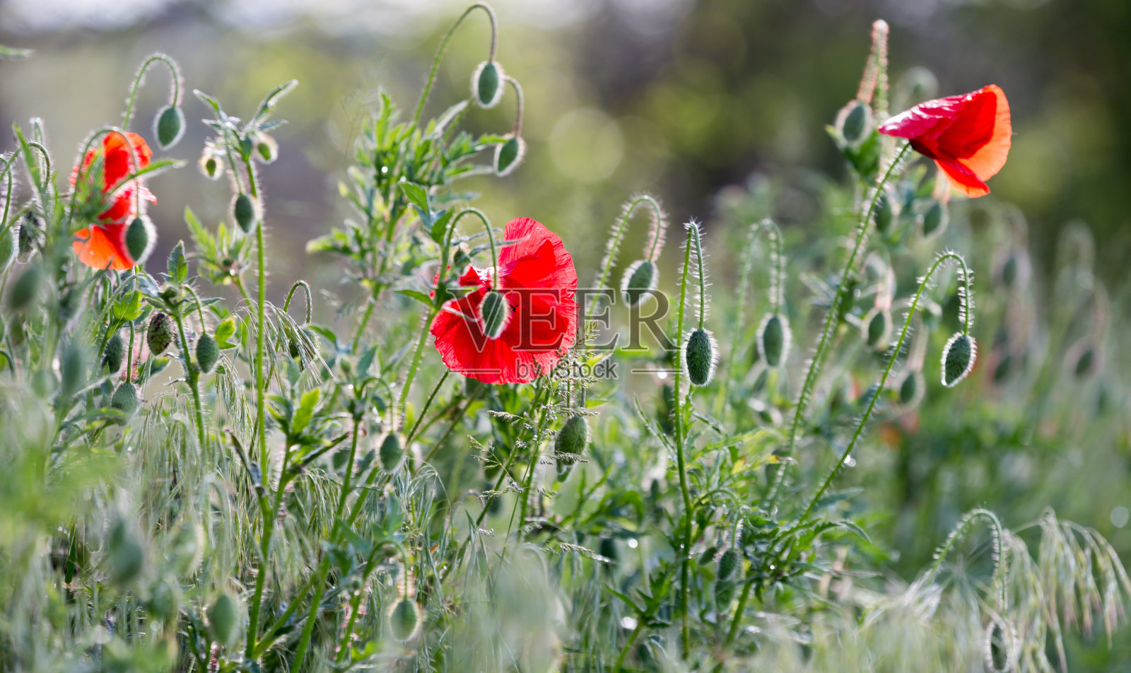 夏季鲜花草甸照片摄影图片