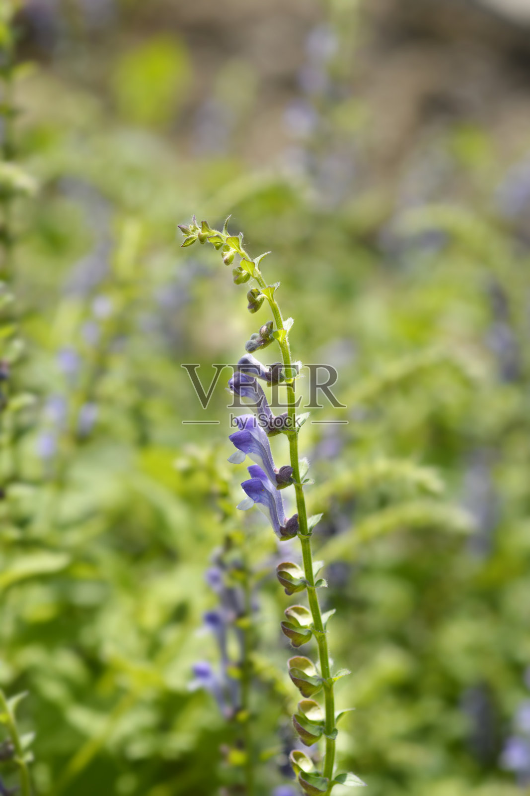 萨默塞特美黄芩照片摄影图片