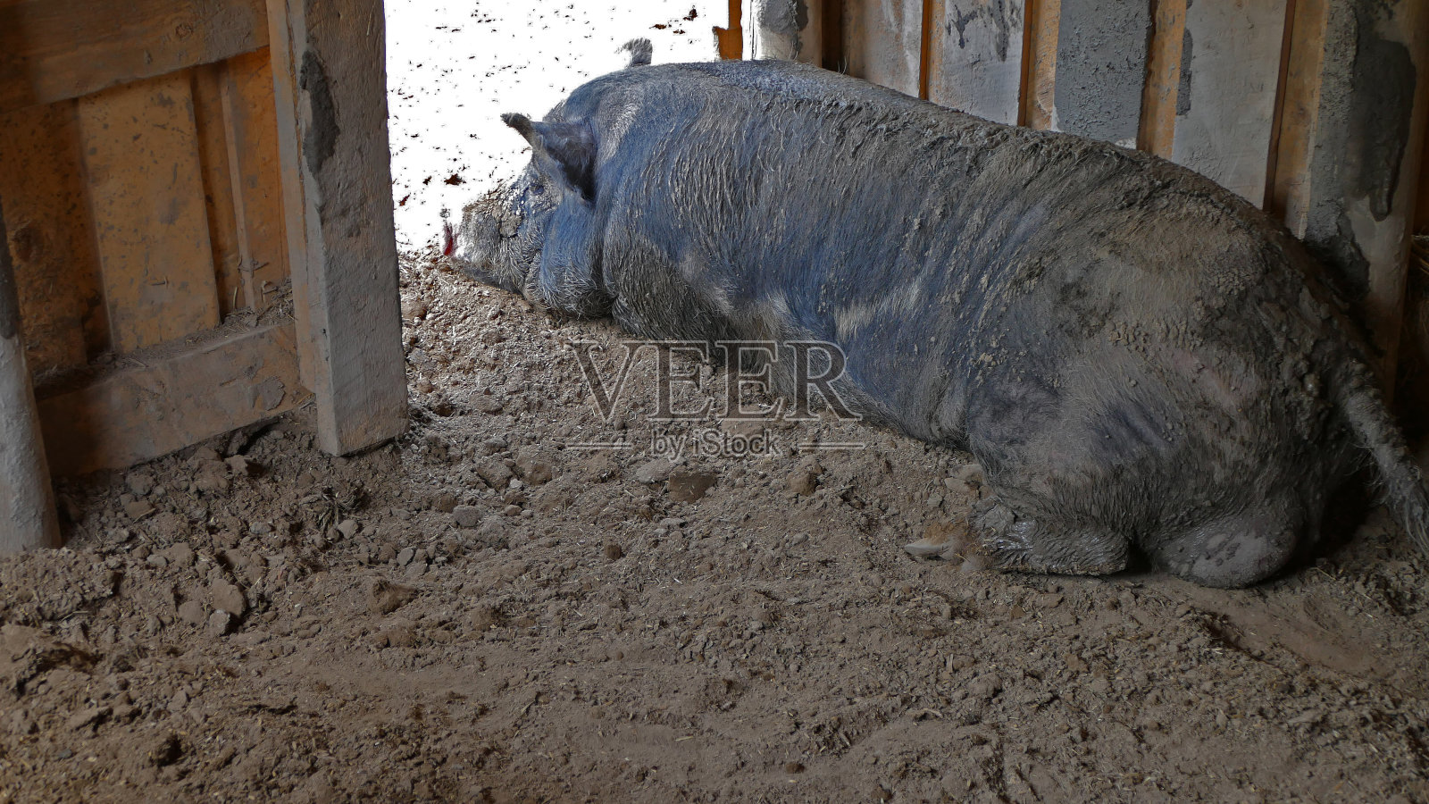 猪照片摄影图片