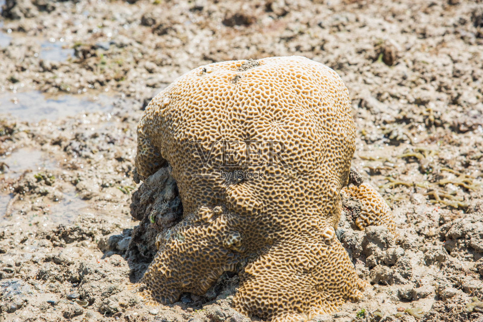 潮池珊瑚照片摄影图片