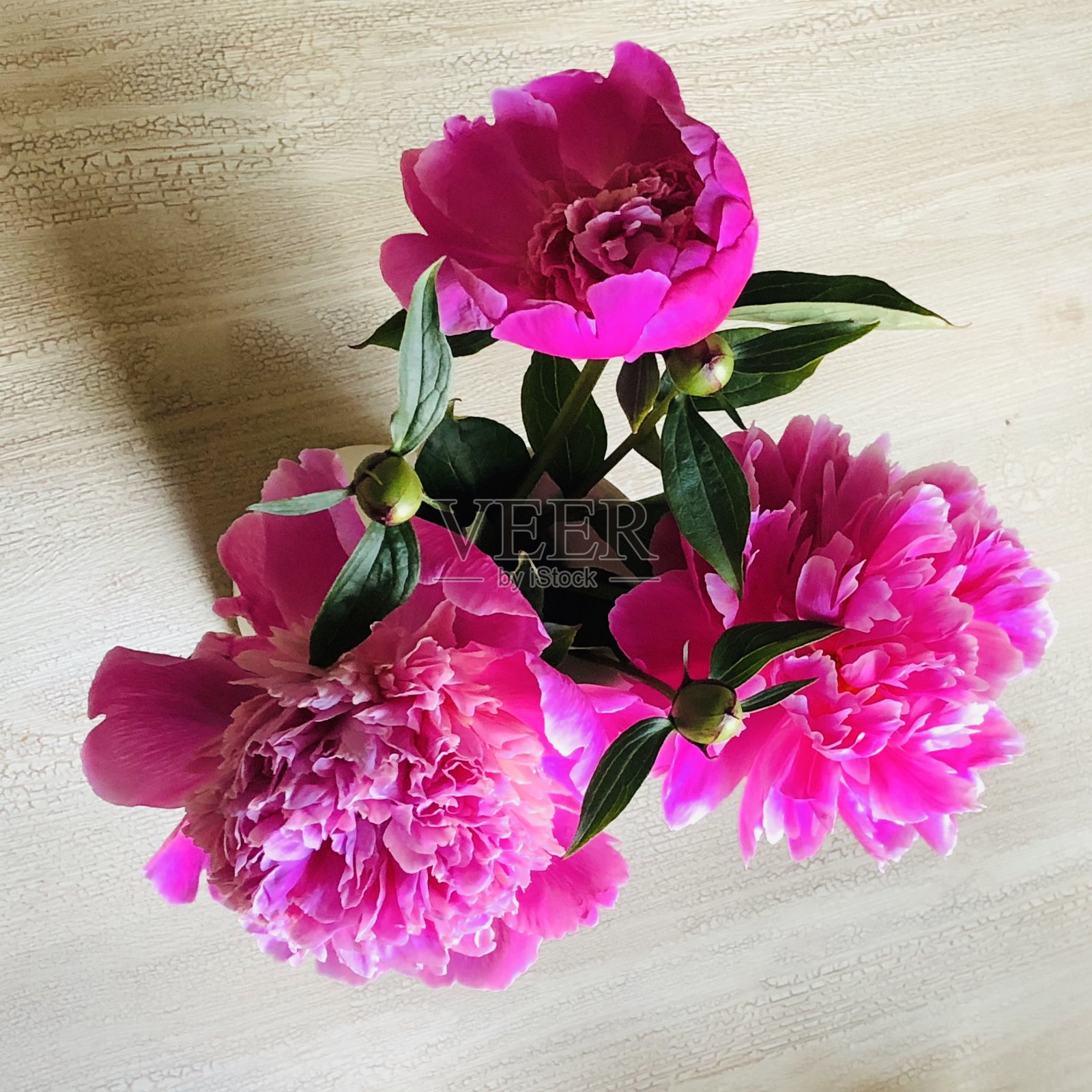 花束和一朵盛开的牡丹的不同组成。叶、花、芽照片摄影图片