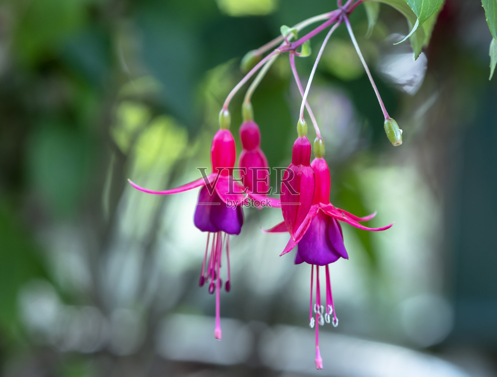 紫红色的花在阳光下绽放，像美丽的小灯笼照亮了花园照片摄影图片