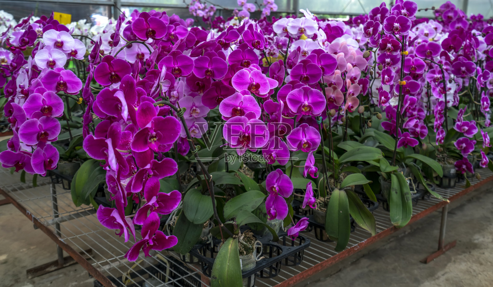 蝴蝶兰在花园里开着各种颜色的花照片摄影图片