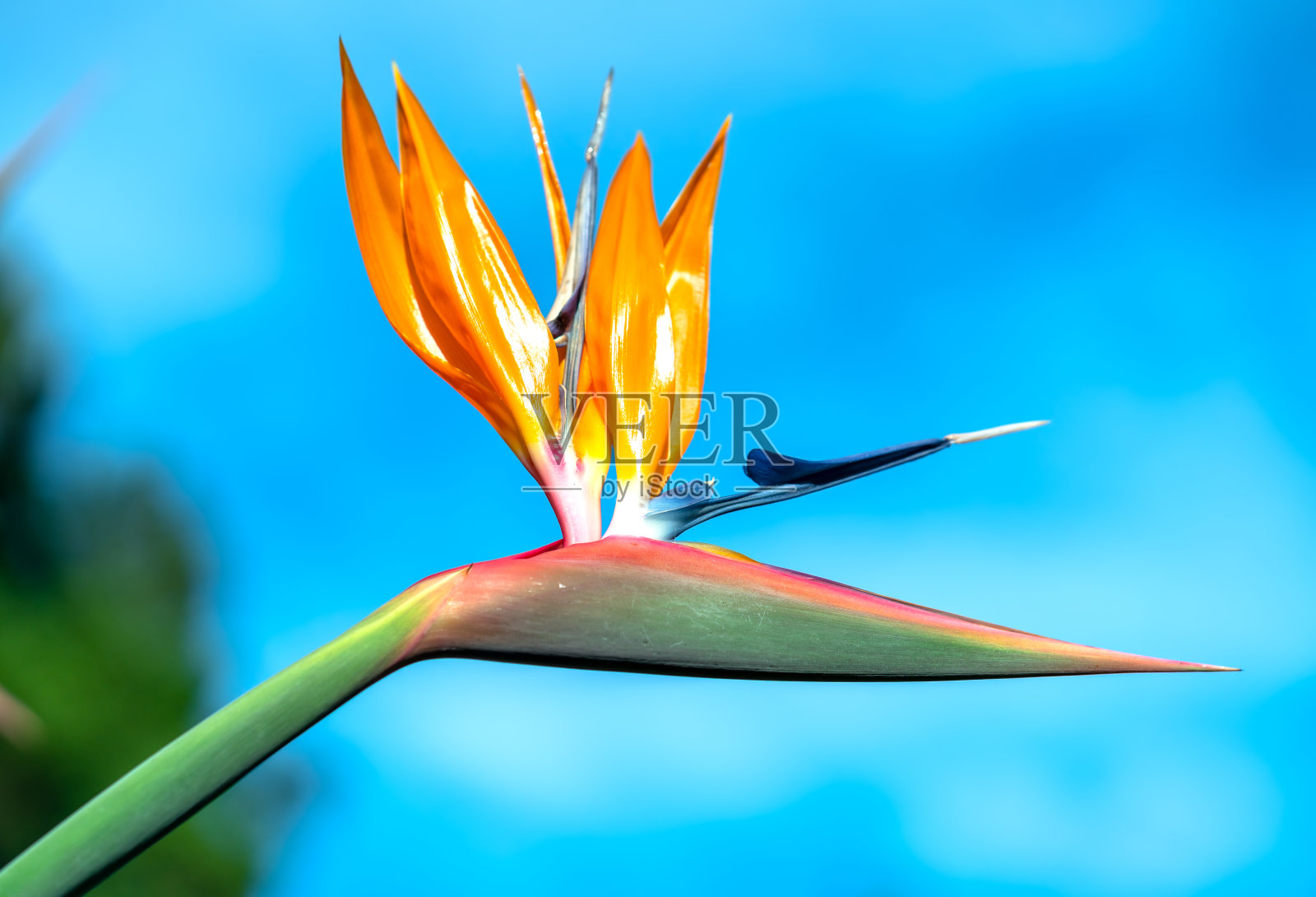 天堂鸟，鲜花盛开在爱情的花园里照片摄影图片