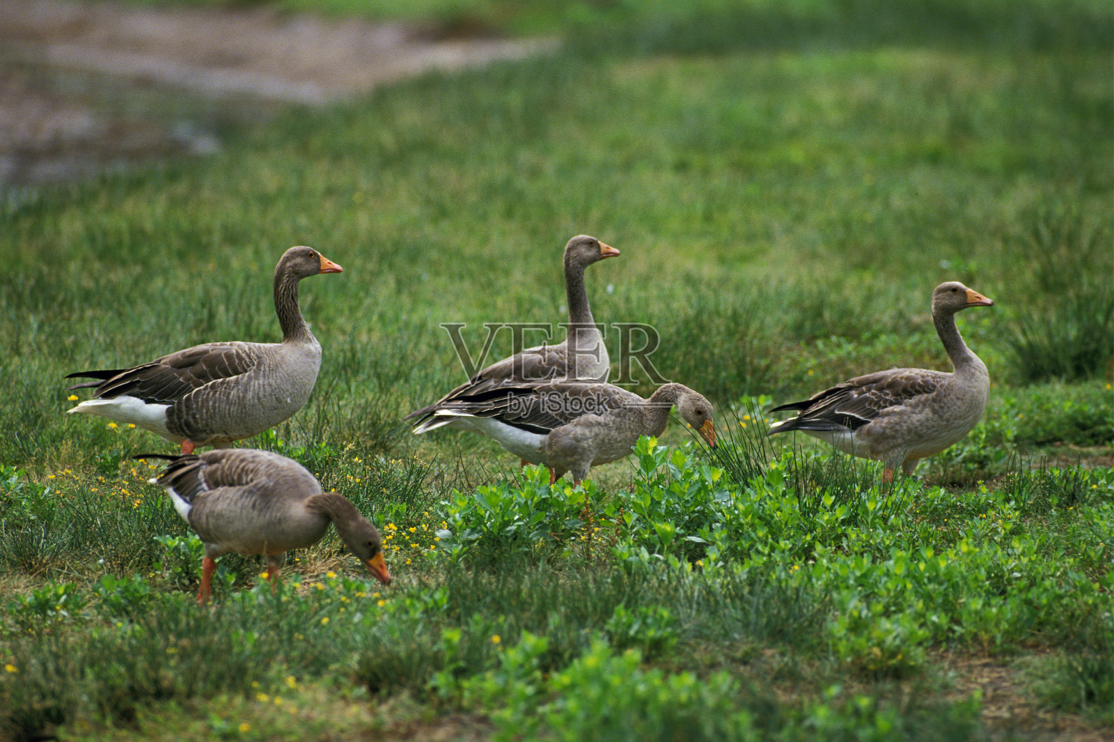 灰鹅，一群站在草地上的成年人照片摄影图片