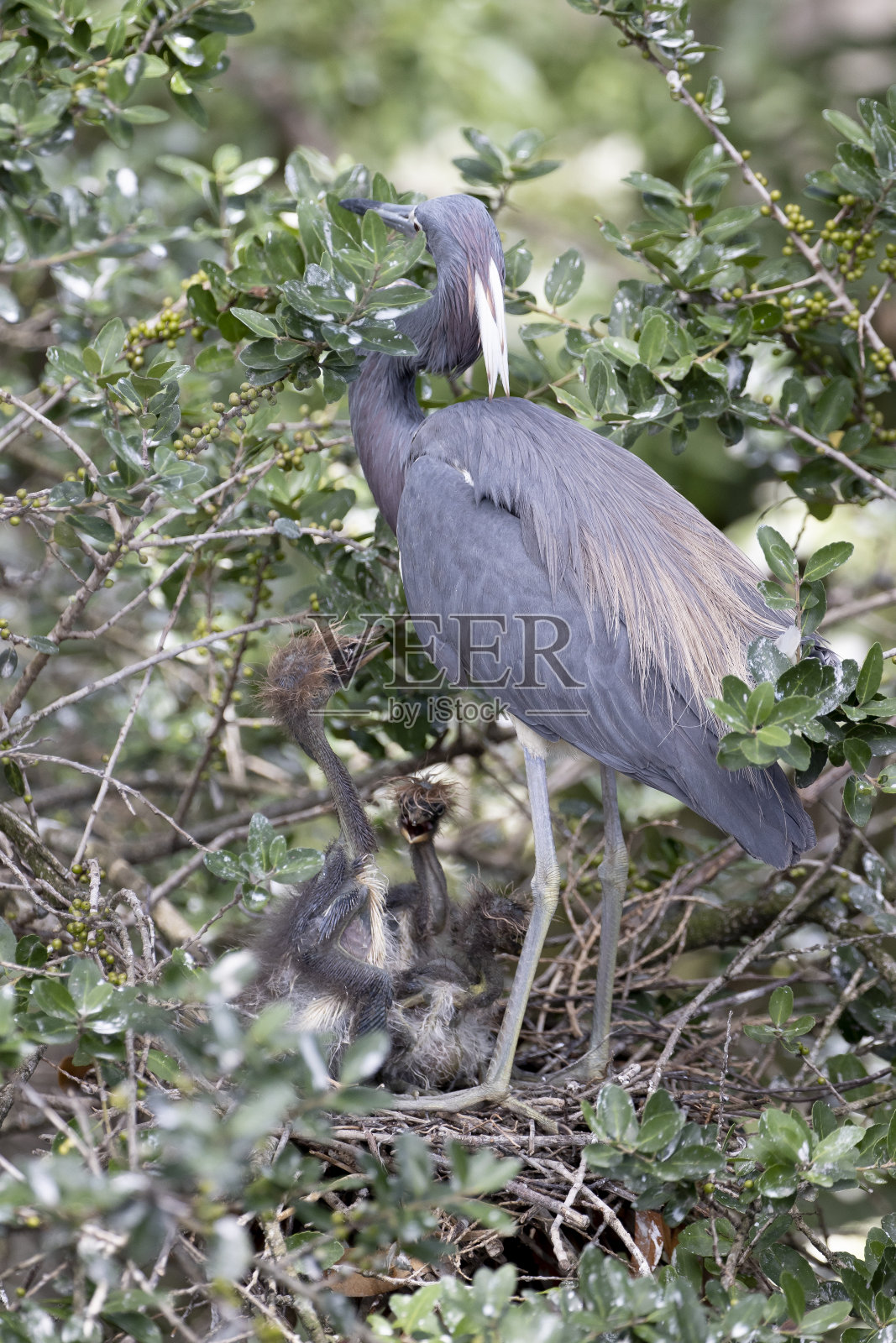 三色的鹭照片摄影图片