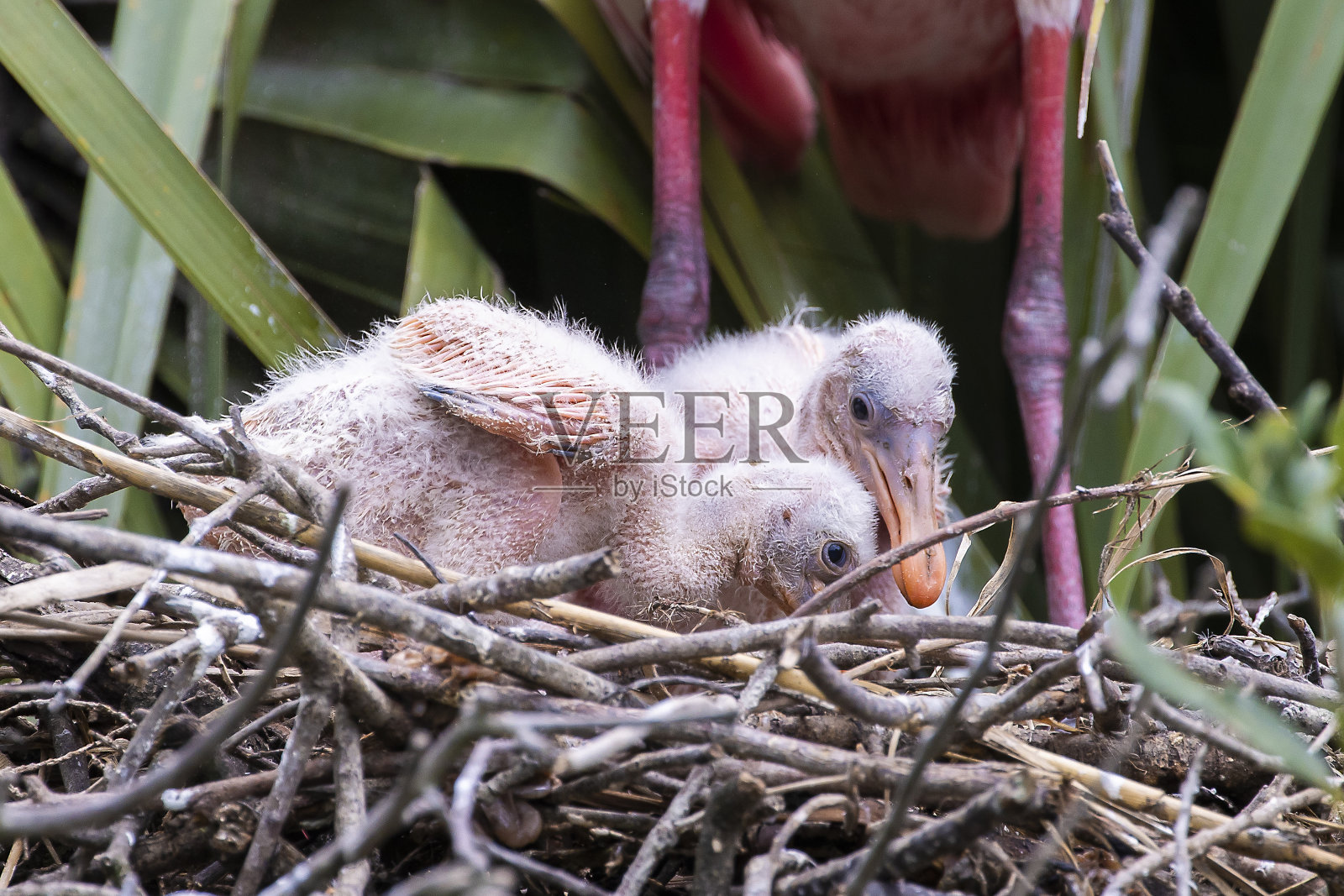 琵鹭照片摄影图片