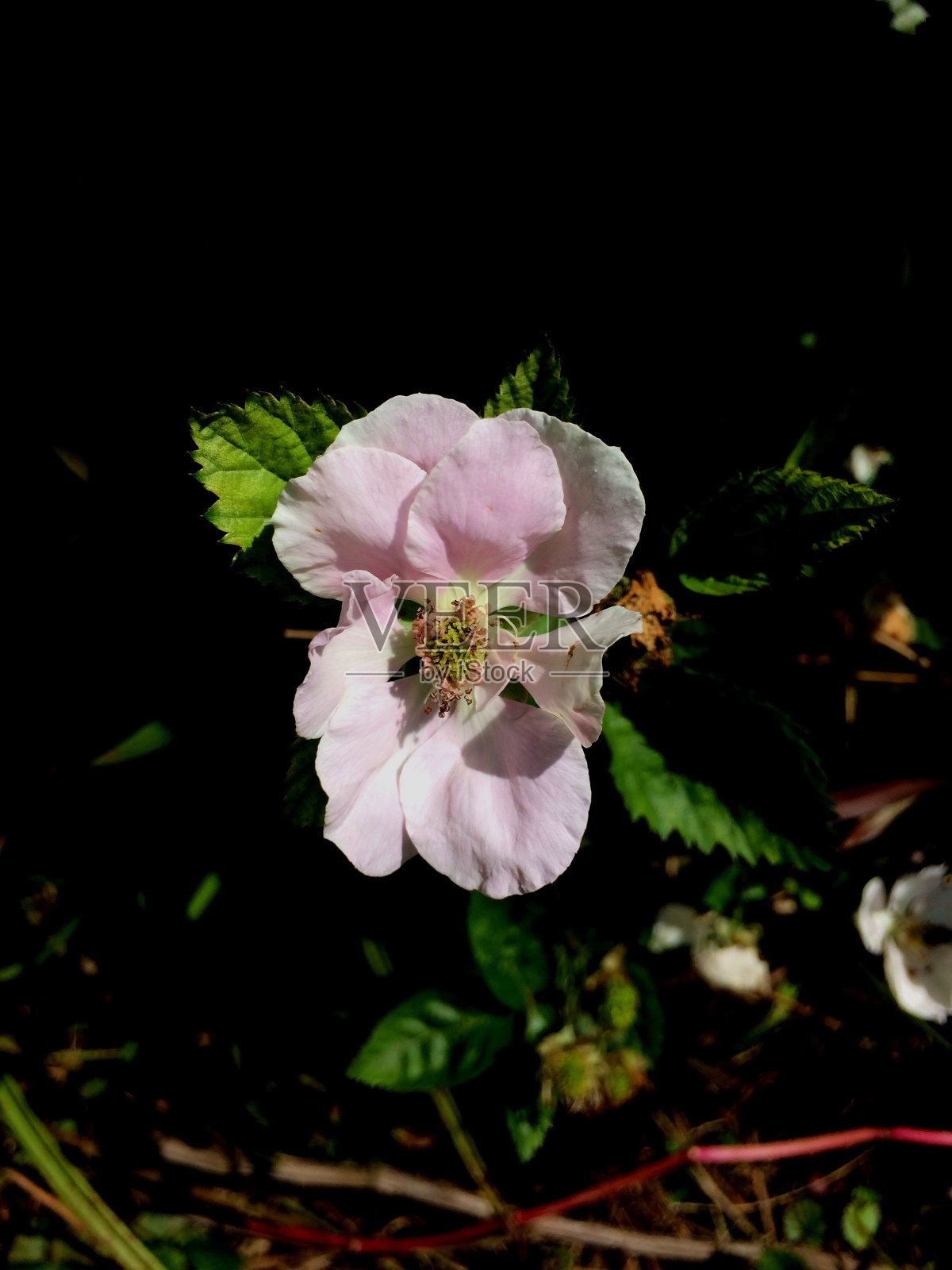 黑莓照片摄影图片