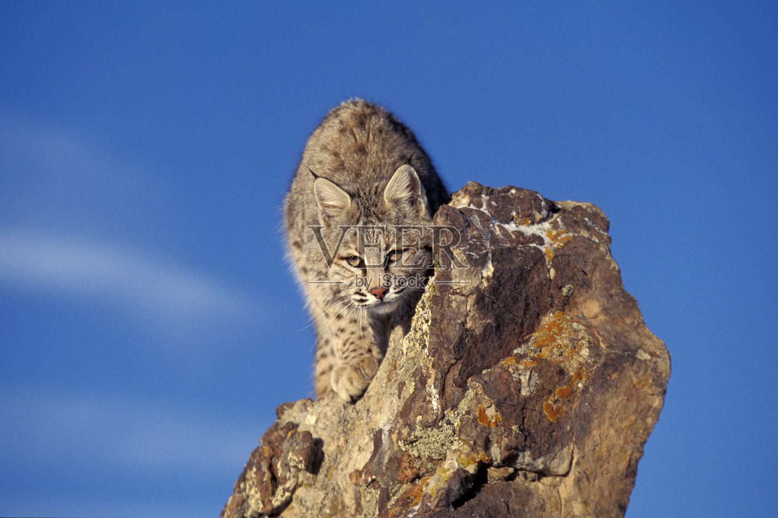 山猫鲁弗斯，成年伪装在岩石，加拿大照片摄影图片