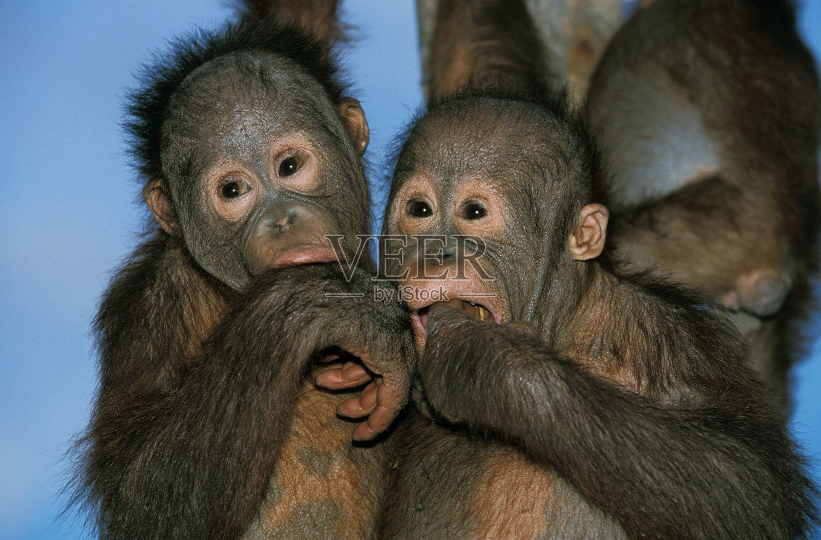 猩猩庞戈·皮格迈，扬斯画像，婆罗洲照片摄影图片