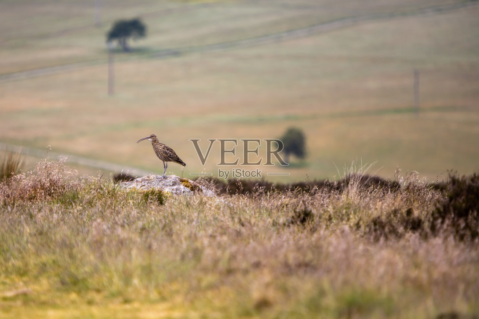 春季约克郡谷的杓鹬照片摄影图片