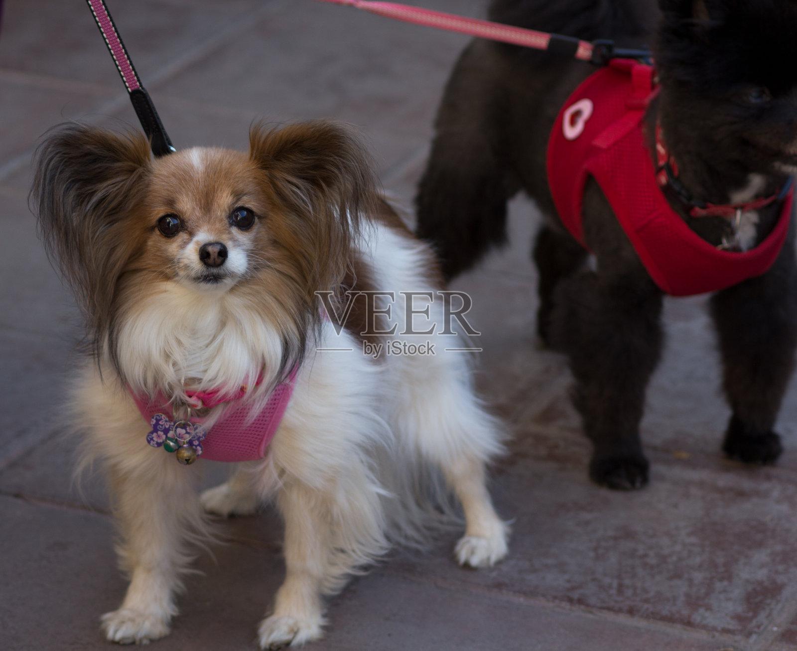 棕白蝶耳犬照片摄影图片