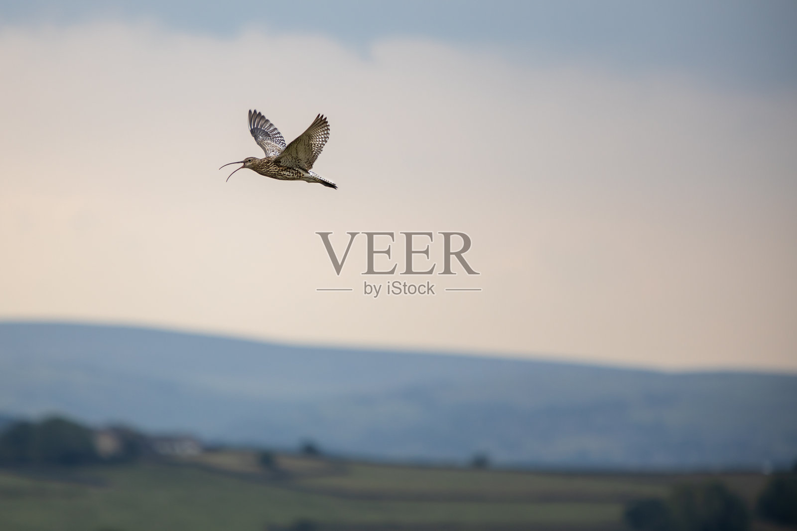 春季约克郡谷的杓鹬照片摄影图片