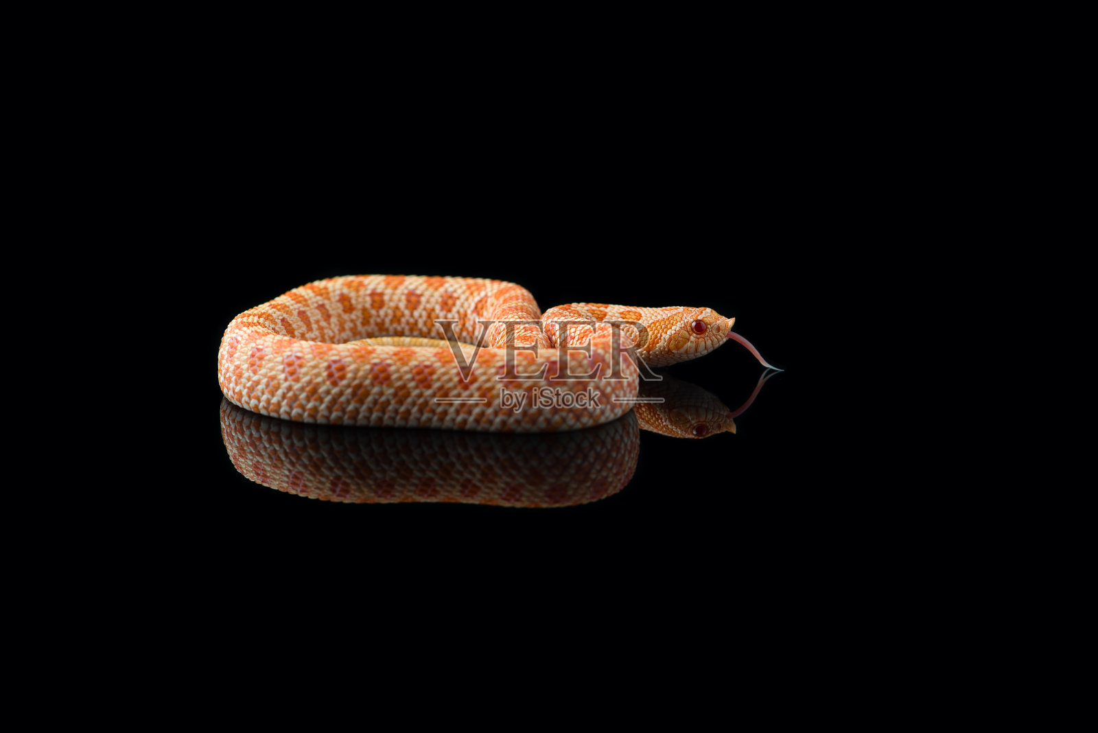 白化猪鼻蛇孤立在黑色背景照片摄影图片