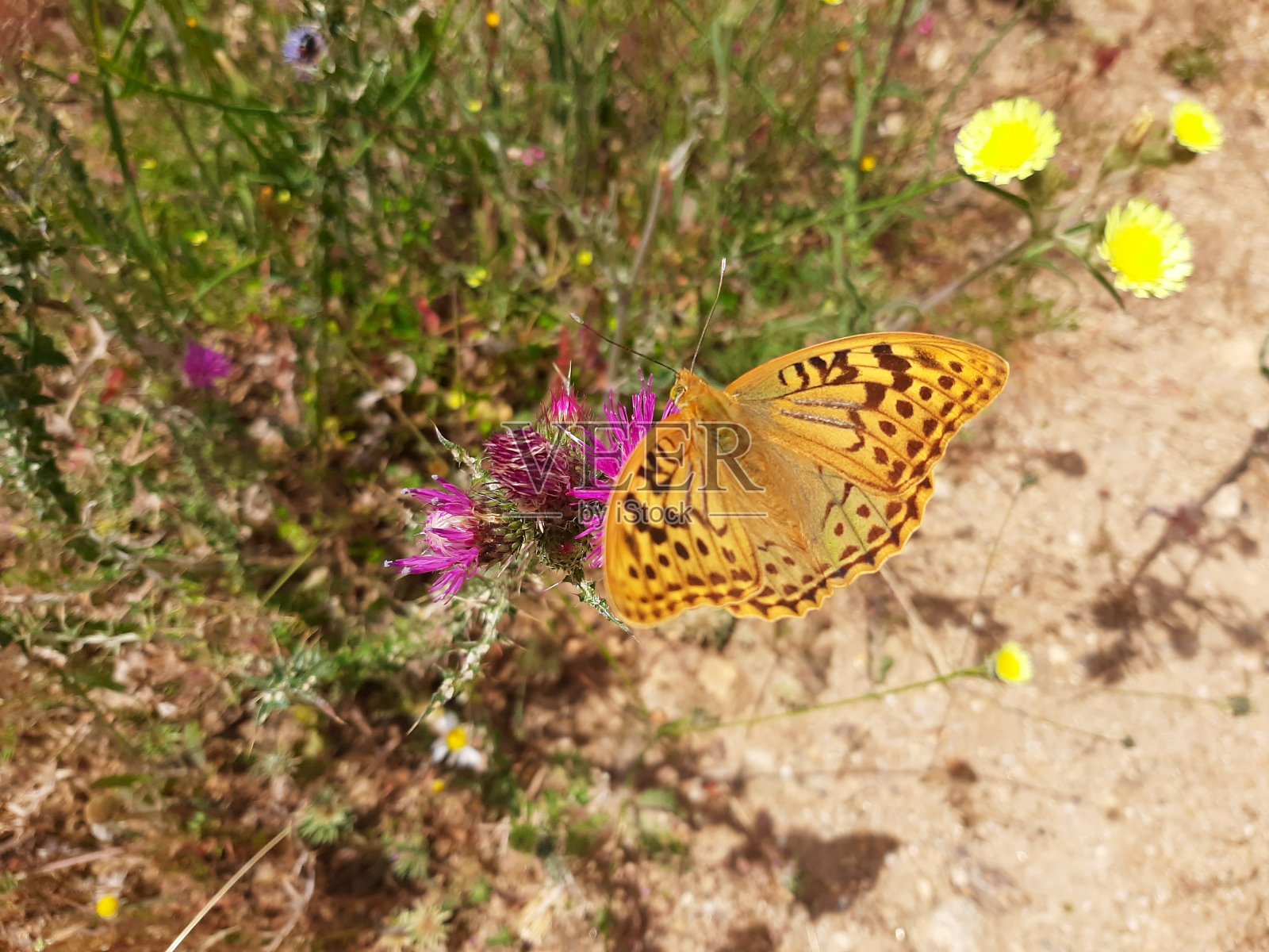 蝶泳金牌在夏天照片摄影图片