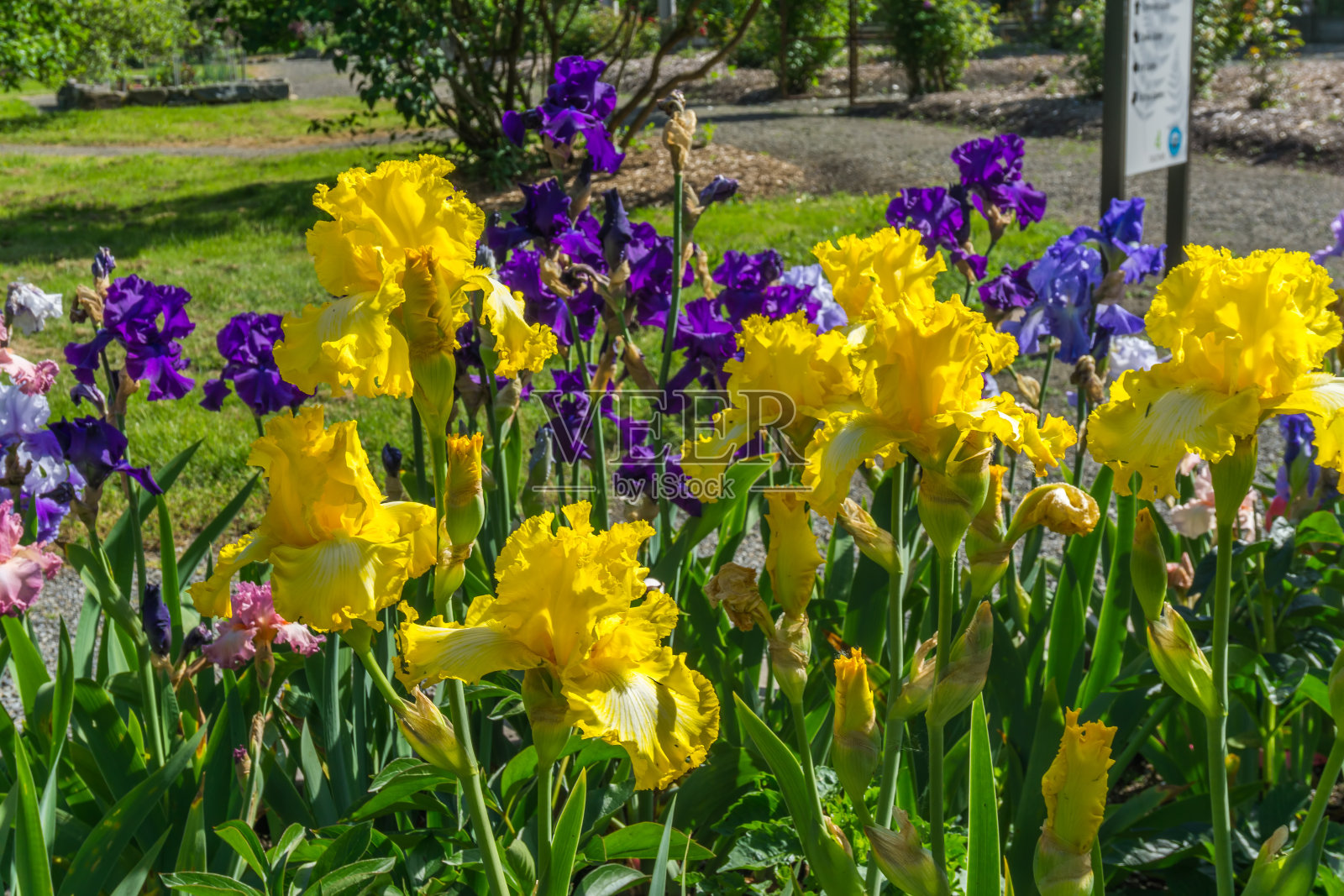 彩色鸢尾花微距2照片摄影图片