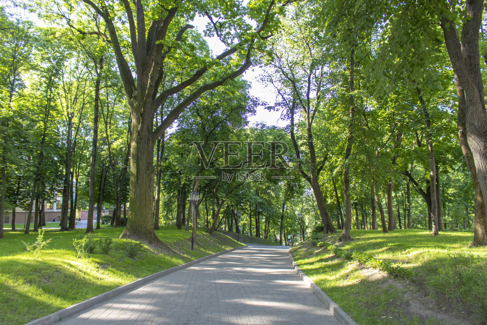 夏天的早晨，公园里的小路。照片摄影图片