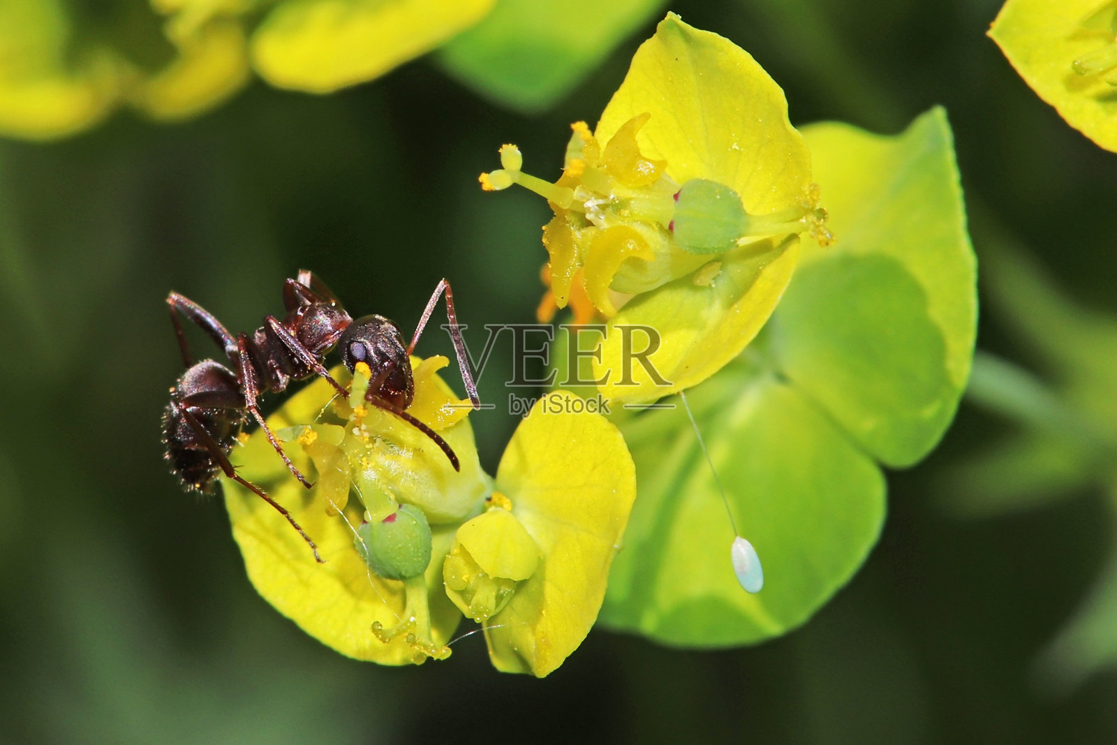 蚂蚁。照片摄影图片
