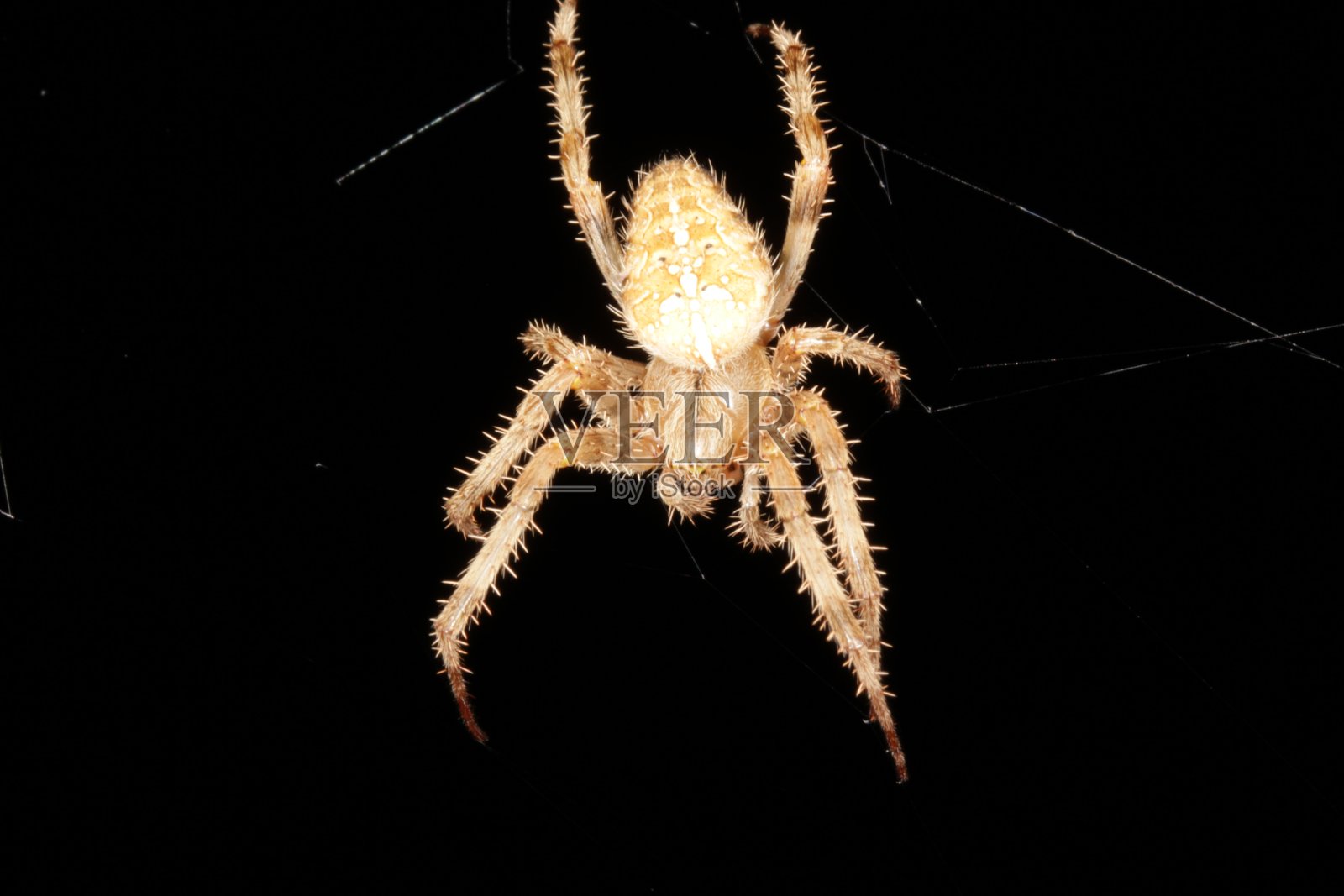 蜘蛛在晚上照片摄影图片