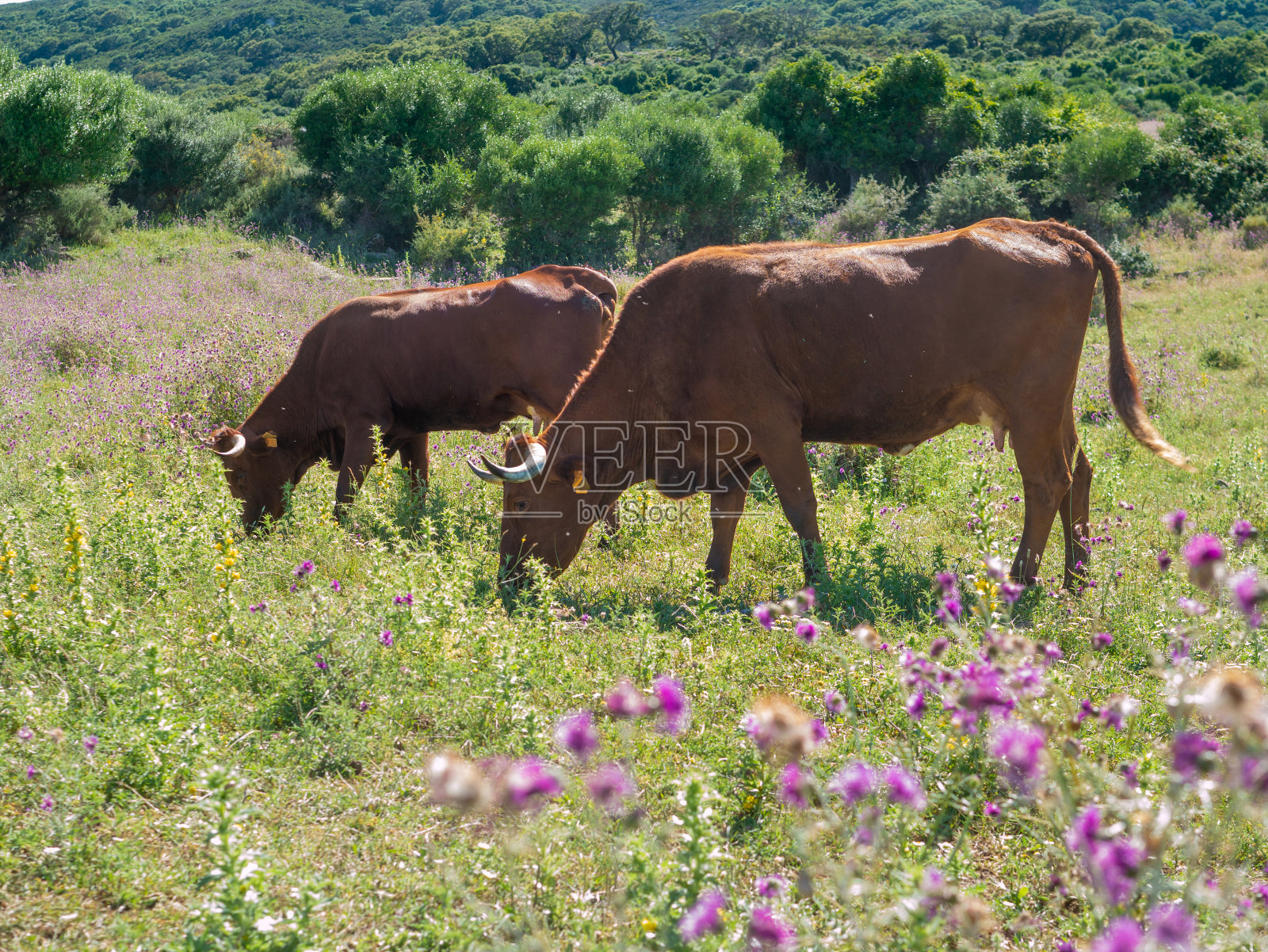 Retinto牛照片摄影图片