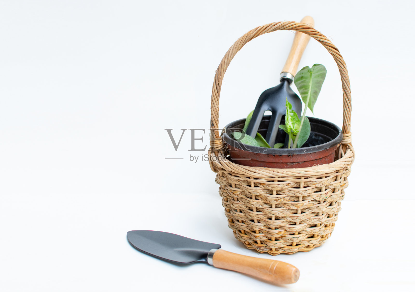 白色背景上的植物和铲子照片摄影图片