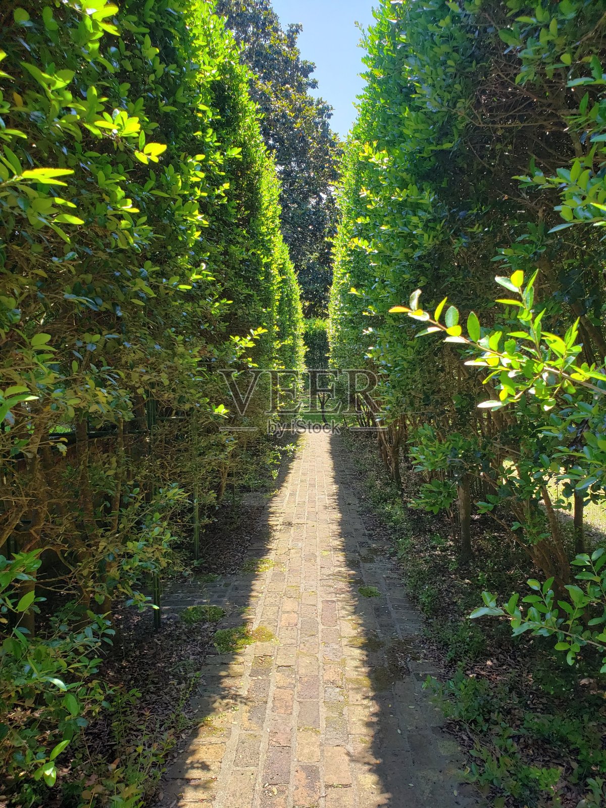 伊丽莎白时代的花园照片摄影图片