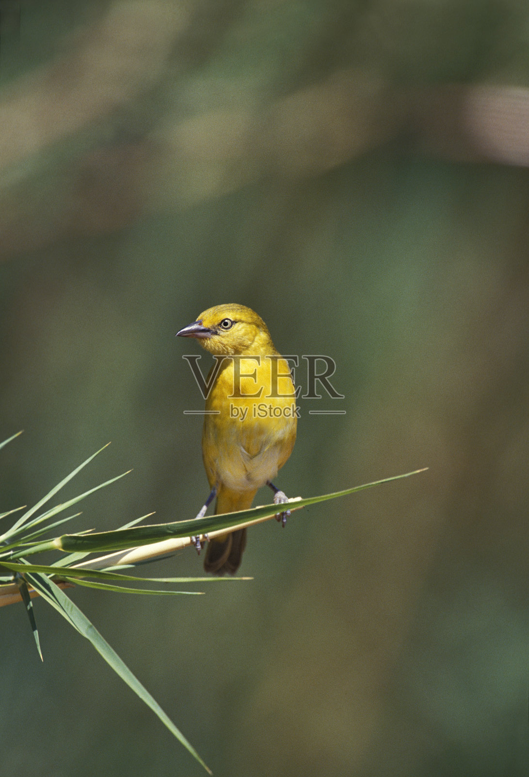 肯尼亚，金丝织锦雀花，成年直立在长草上照片摄影图片