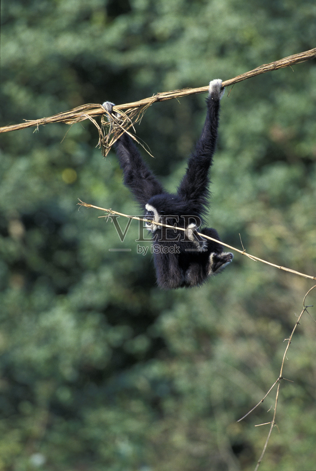 白手长臂猿舌裂，成体悬挂于藤本植物上照片摄影图片