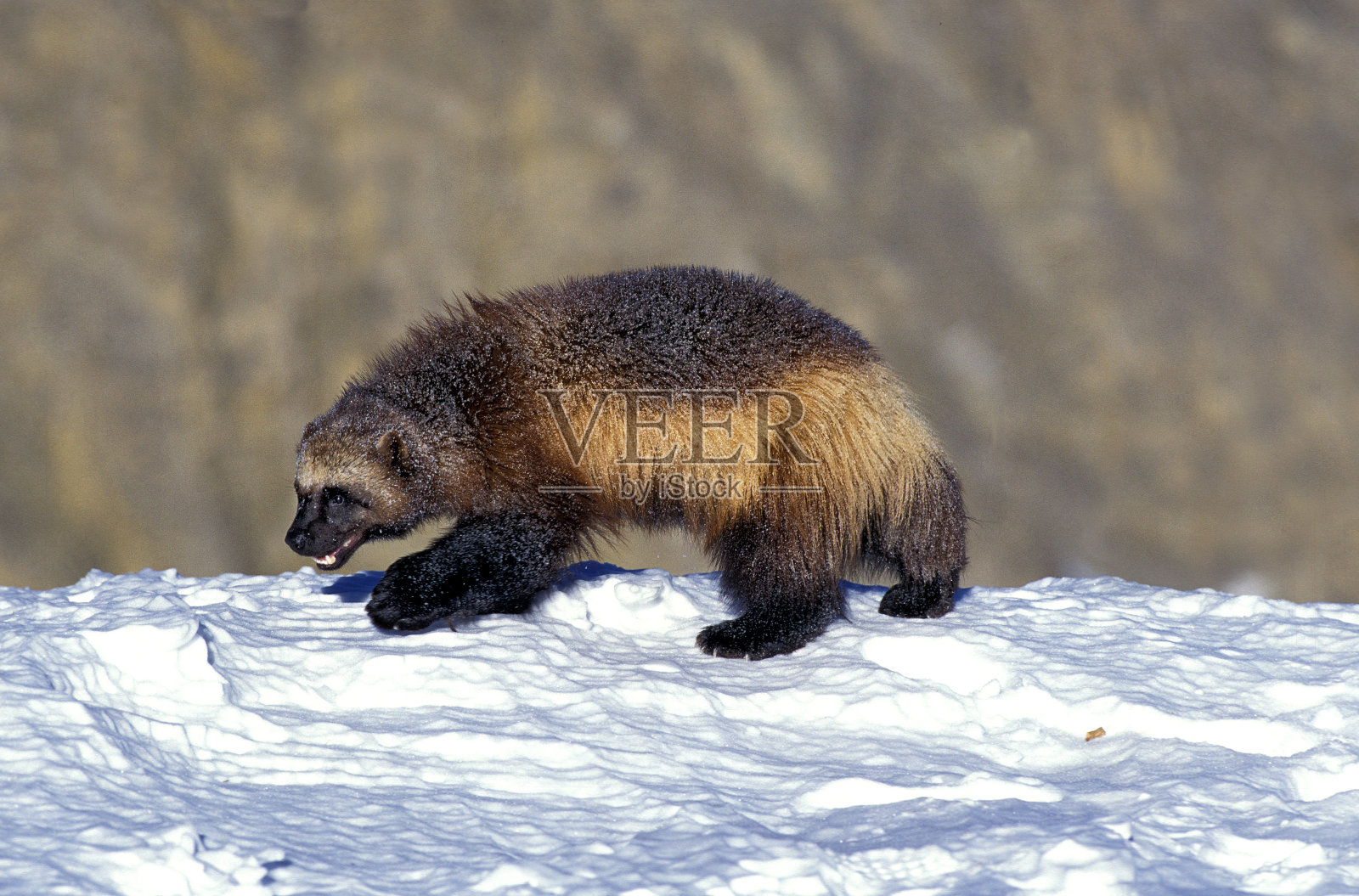 北美金刚狼，成年站在雪地上，加拿大照片摄影图片