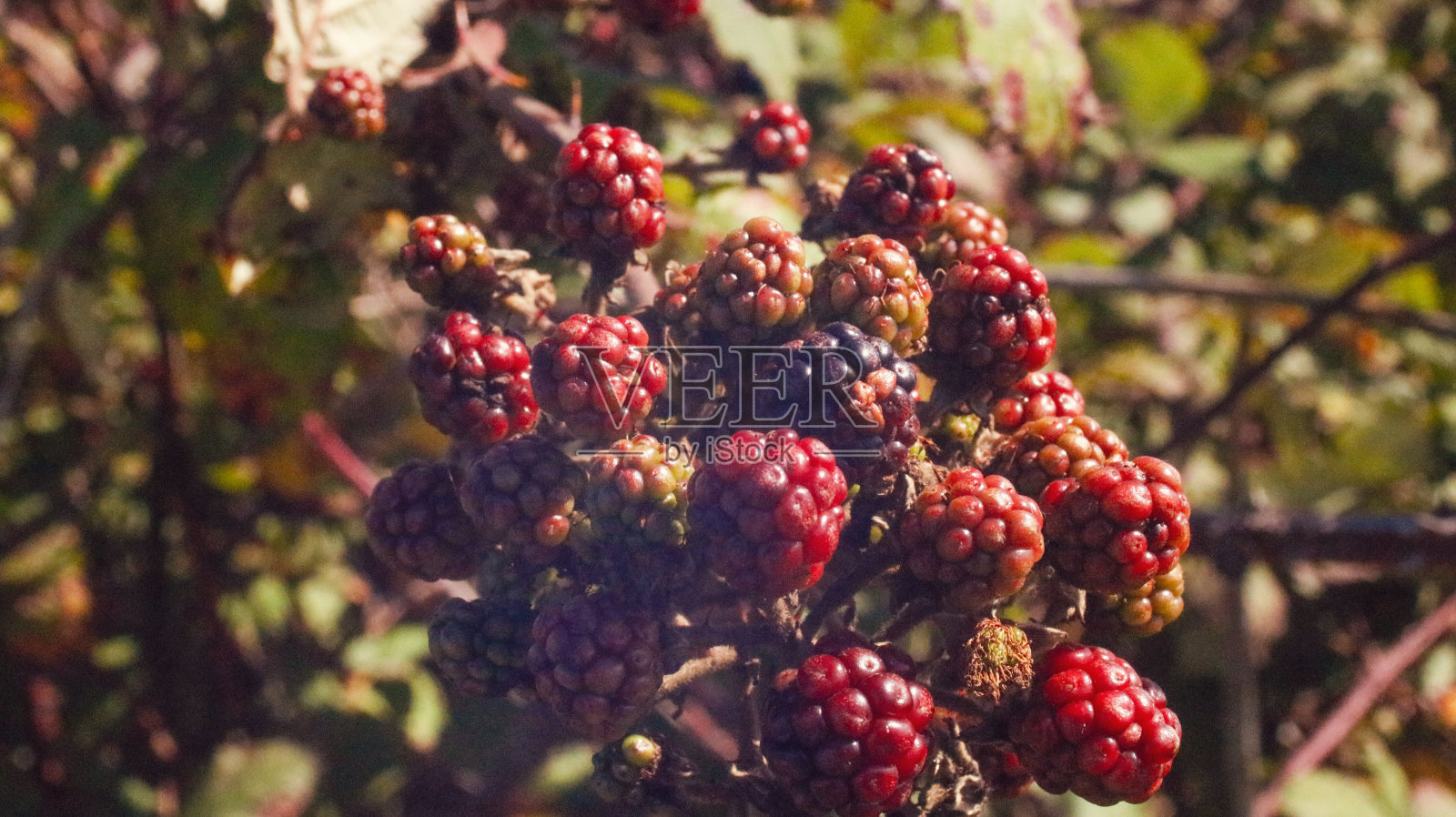 森林浆果# 2照片摄影图片