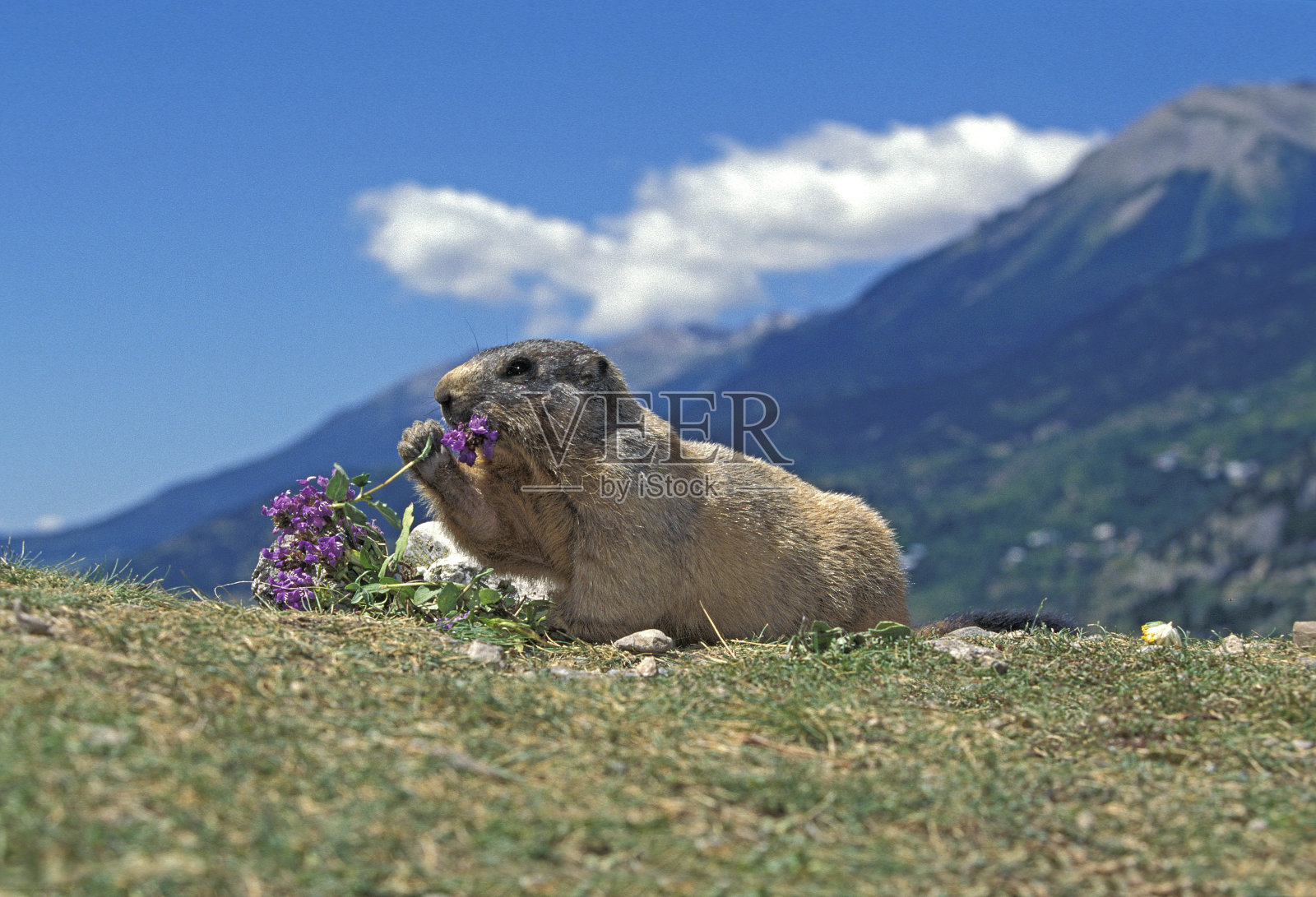 高山旱獭，成年旱獭吃花照片摄影图片