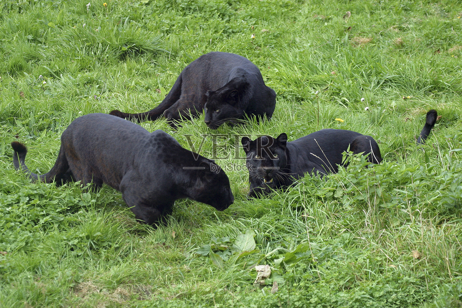 黑豹豹帕德斯照片摄影图片