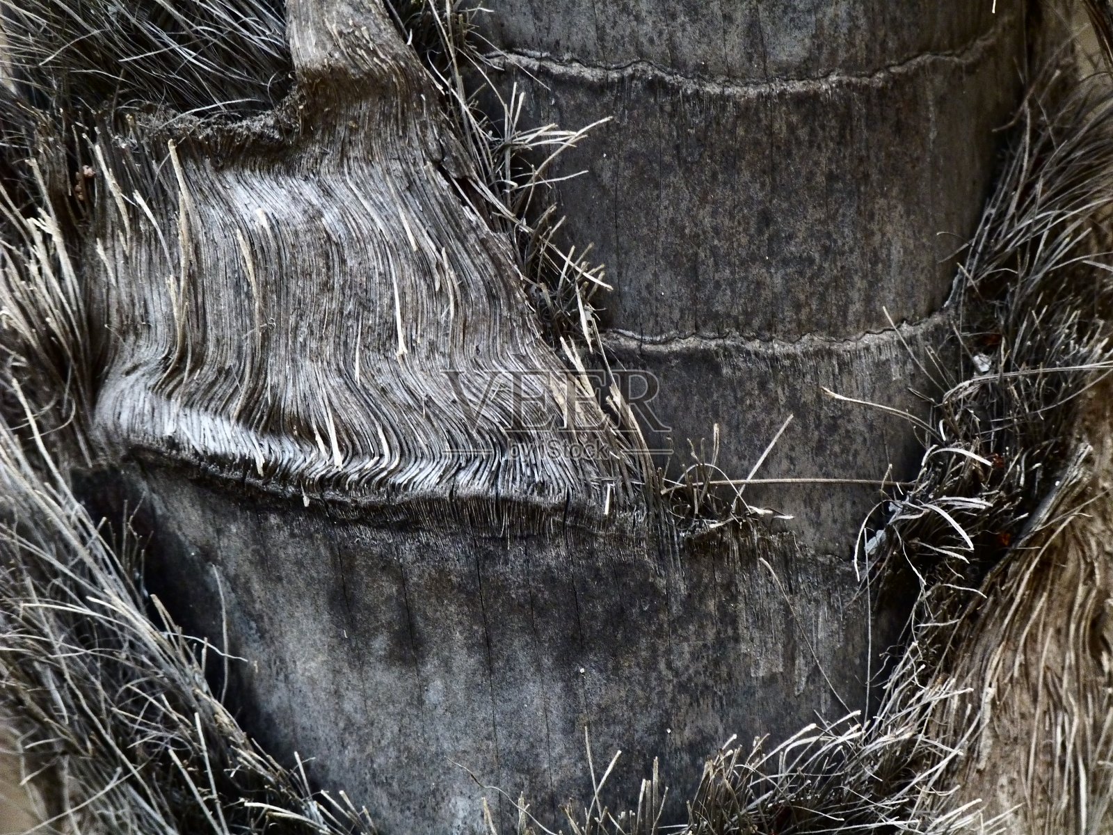 手掌树干照片摄影图片