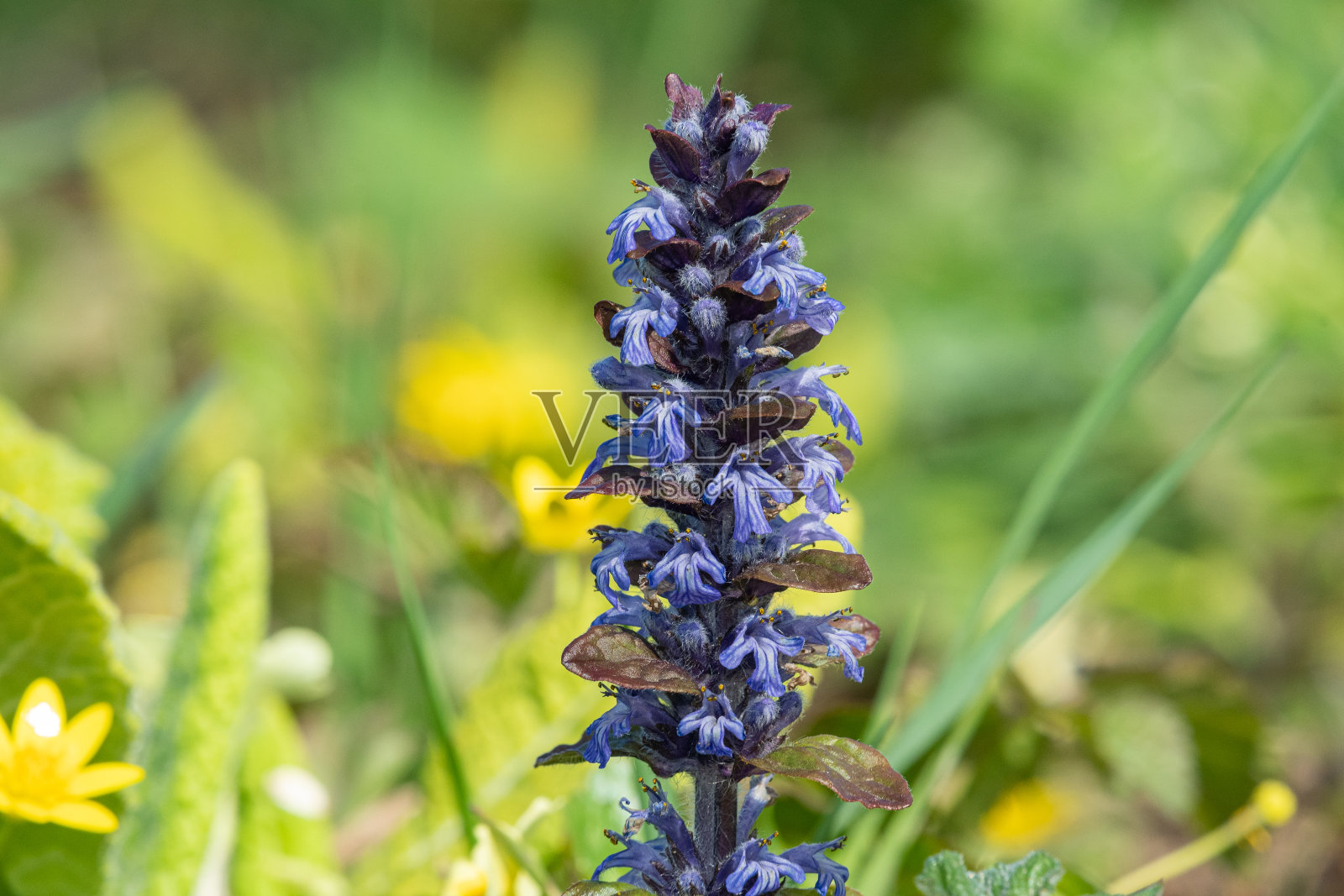 号角 (ajuga reptans) 花照片摄影图片