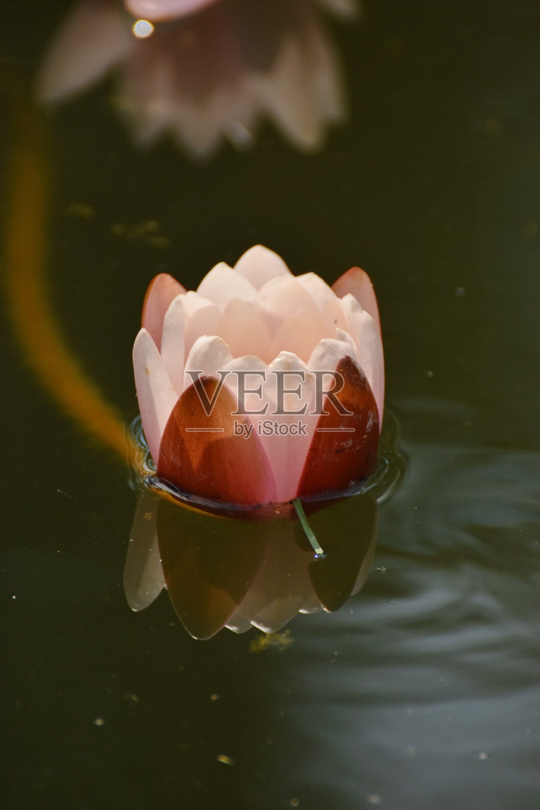 睡莲倒映在湖中照片摄影图片