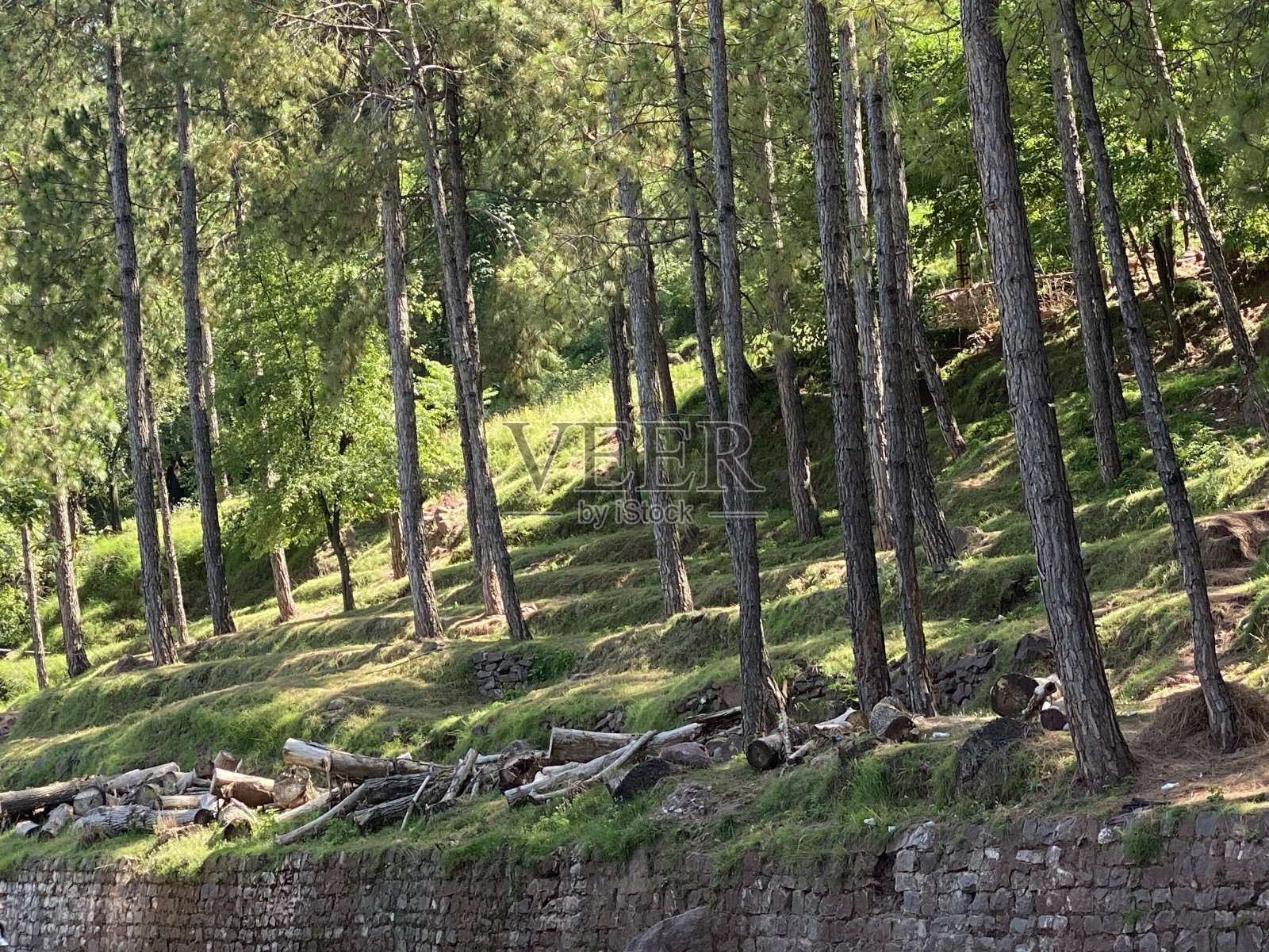毛木堆在松林中照片摄影图片