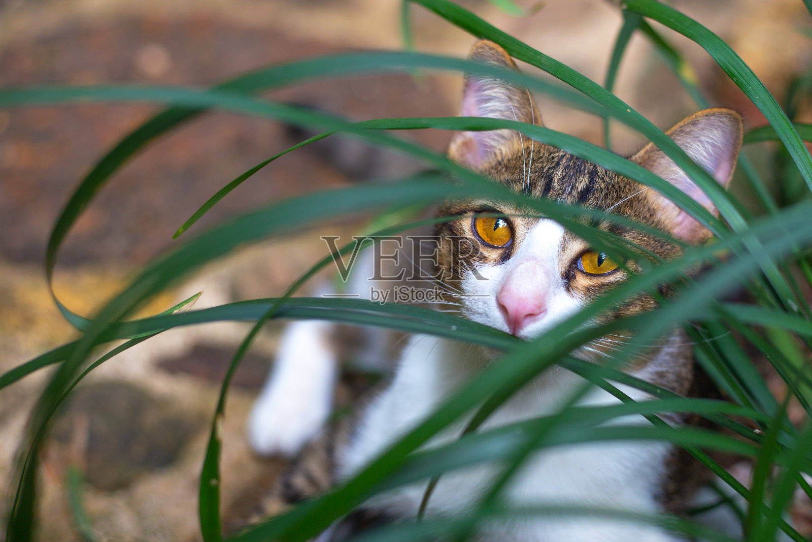 草丛中的猫透过植物的叶子往外看照片摄影图片