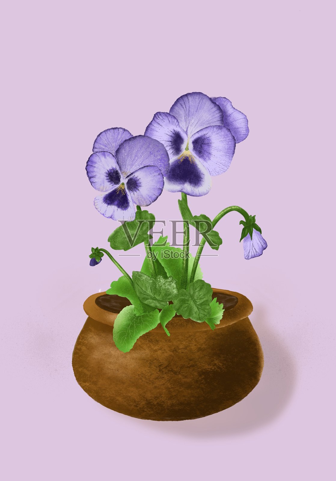 紫百合的花照片摄影图片