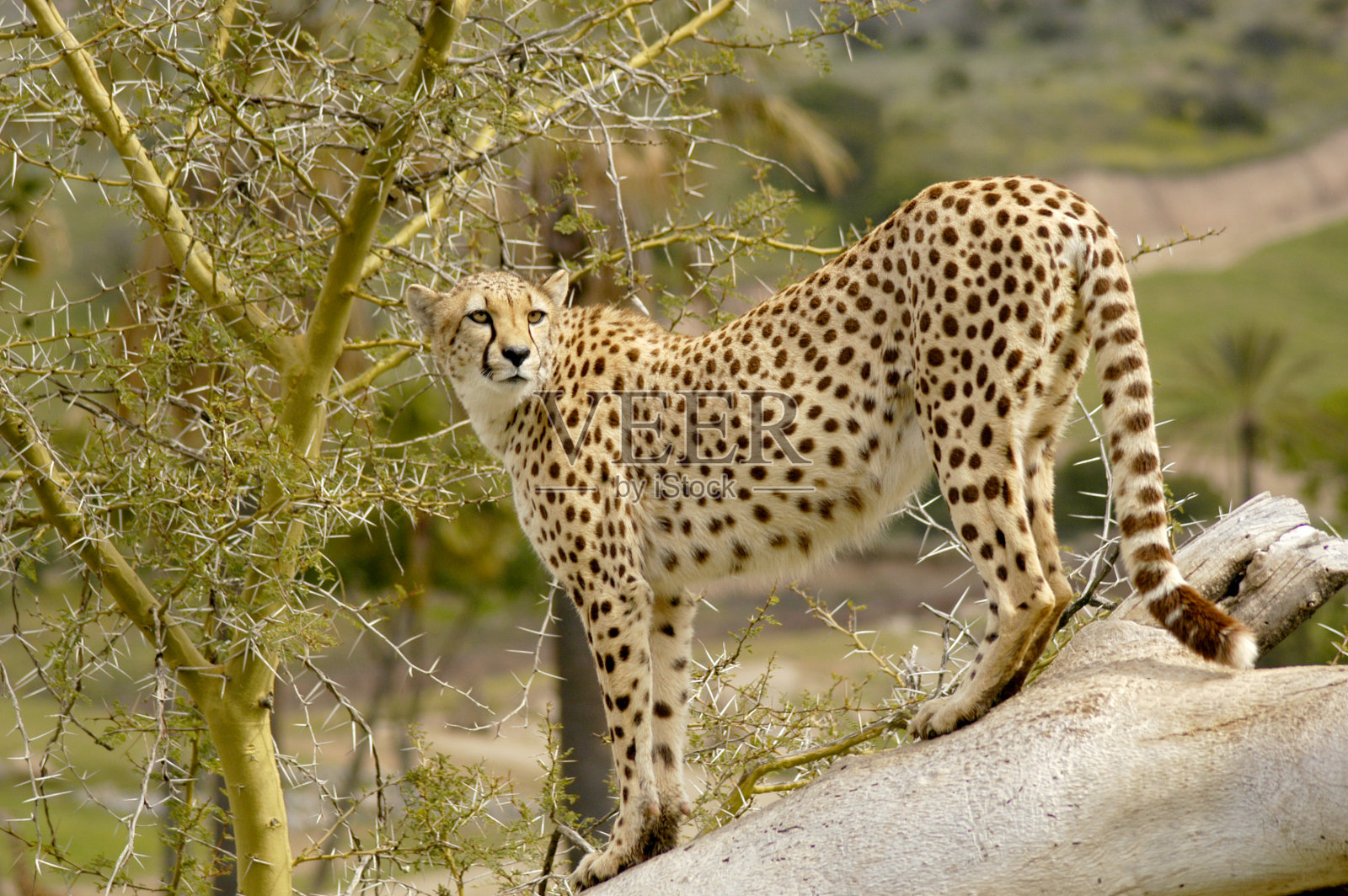 一只雌猎豹回头看她的领地，寻找猎物、危险和捕食者。照片摄影图片