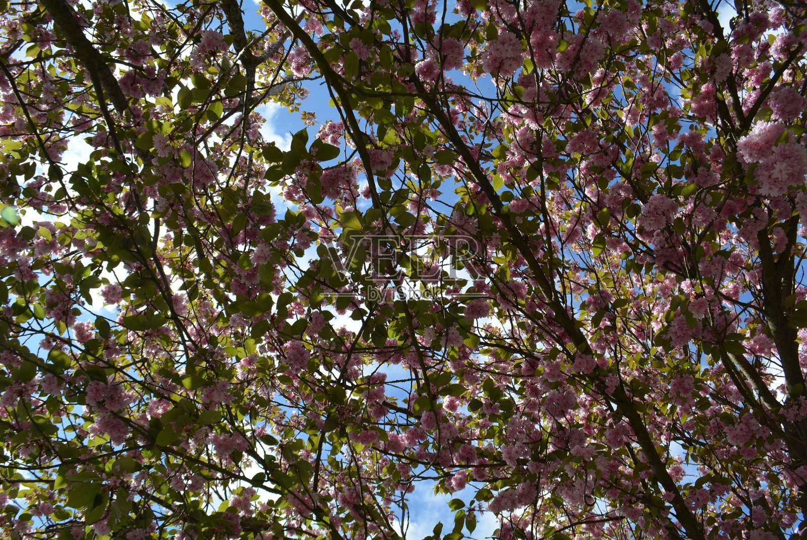 春天的美照片摄影图片