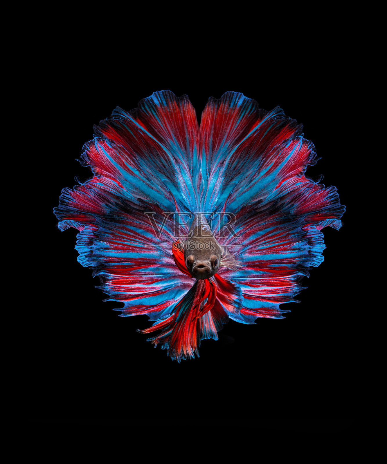 斗鱼的肖像照片摄影图片