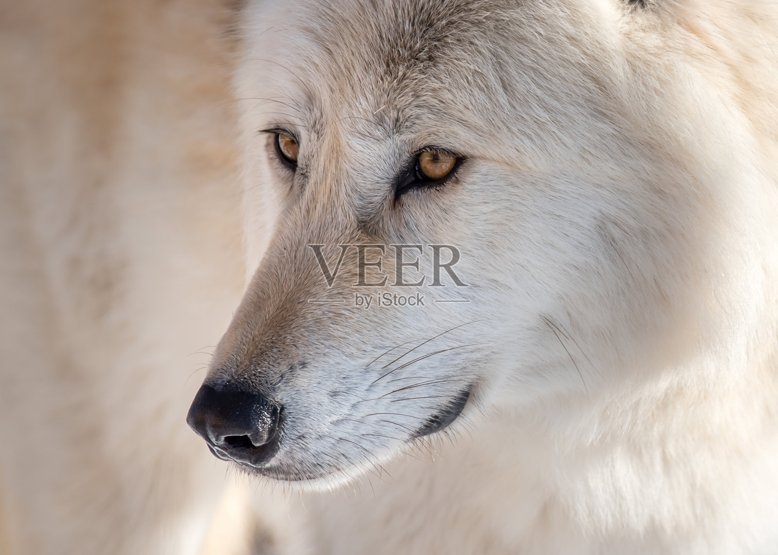 灰太狼的肖像照片摄影图片