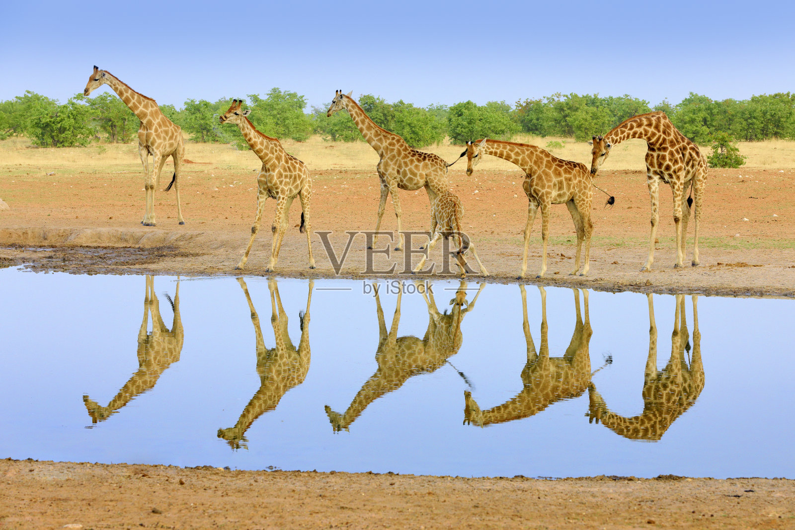 一群靠近水坑的长颈鹿，镜面反射在静水里，Etosha NP，纳米比亚，非洲。长颈鹿在自然栖息地很多，非洲野生动物。蓝天下的大动物。照片摄影图片