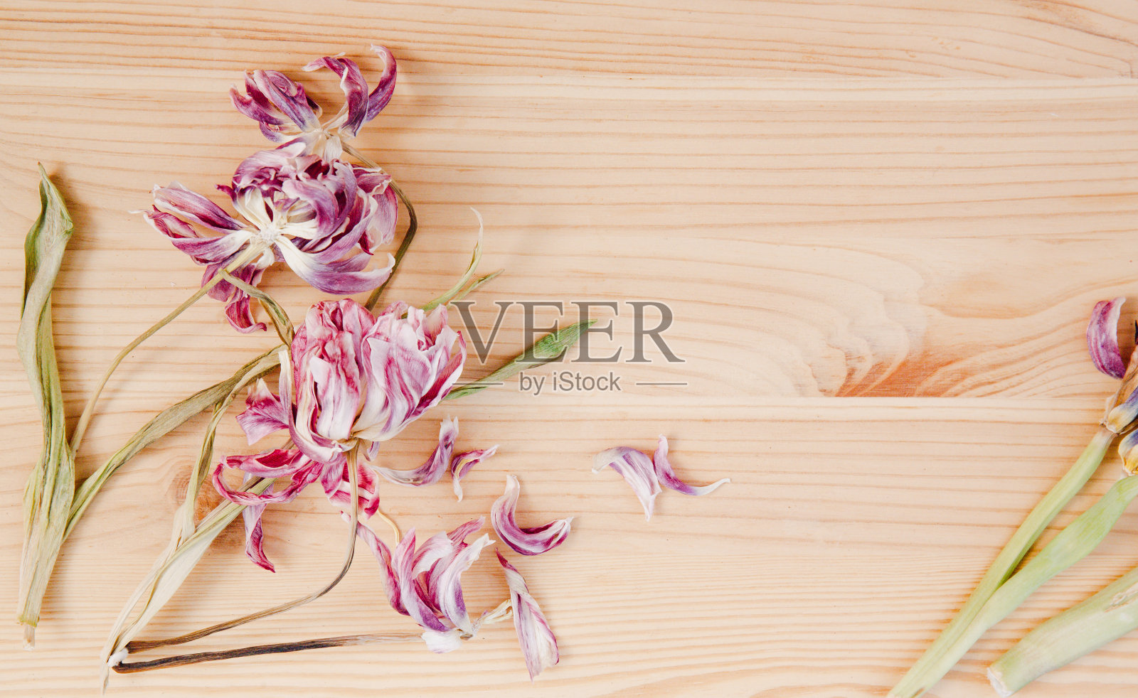 灯光背景为花草树木，掩护题字照片摄影图片