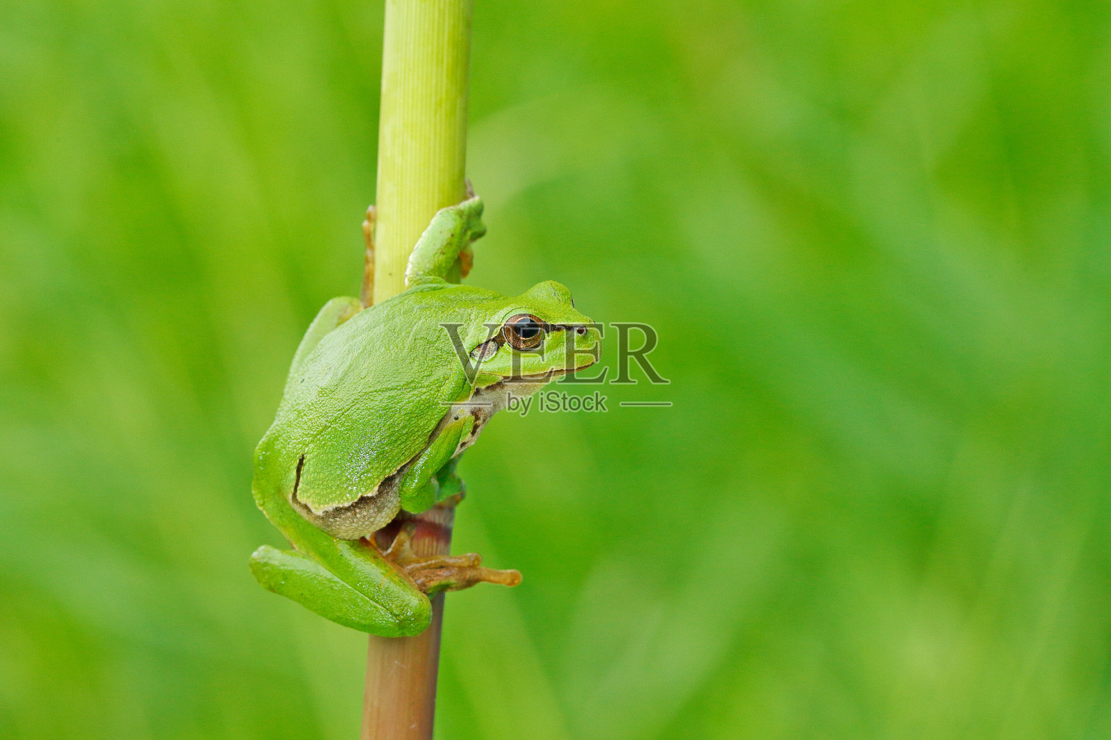 欧洲树蛙：栖息在绿色背景的草丛上照片摄影图片