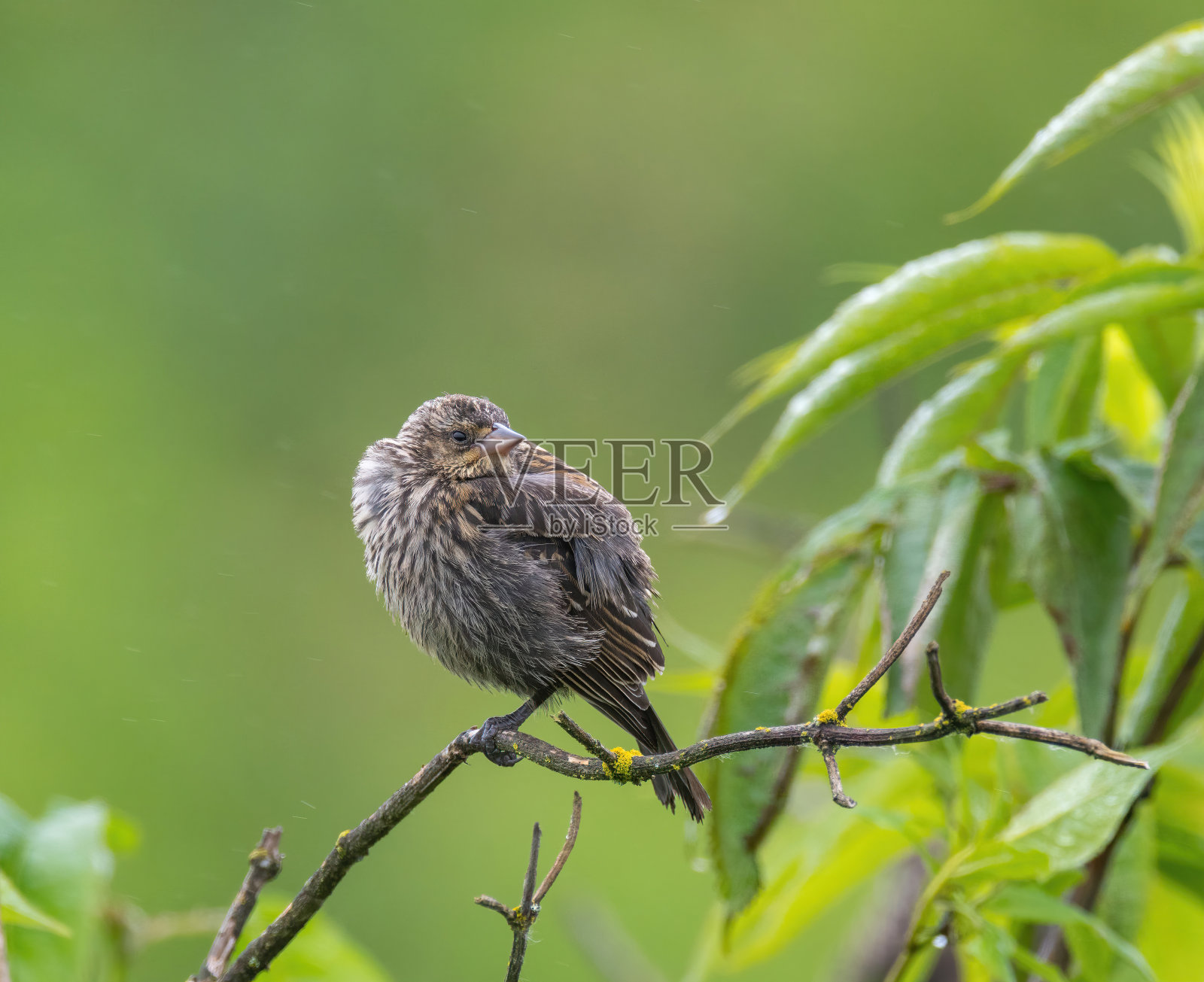 树枝上的幼年红翅黑鹂照片摄影图片