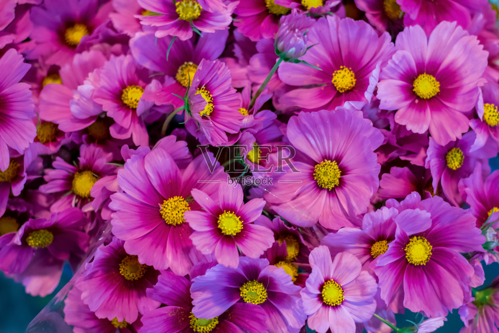 全背景的粉红色，紫色和白色的宇宙花照片摄影图片