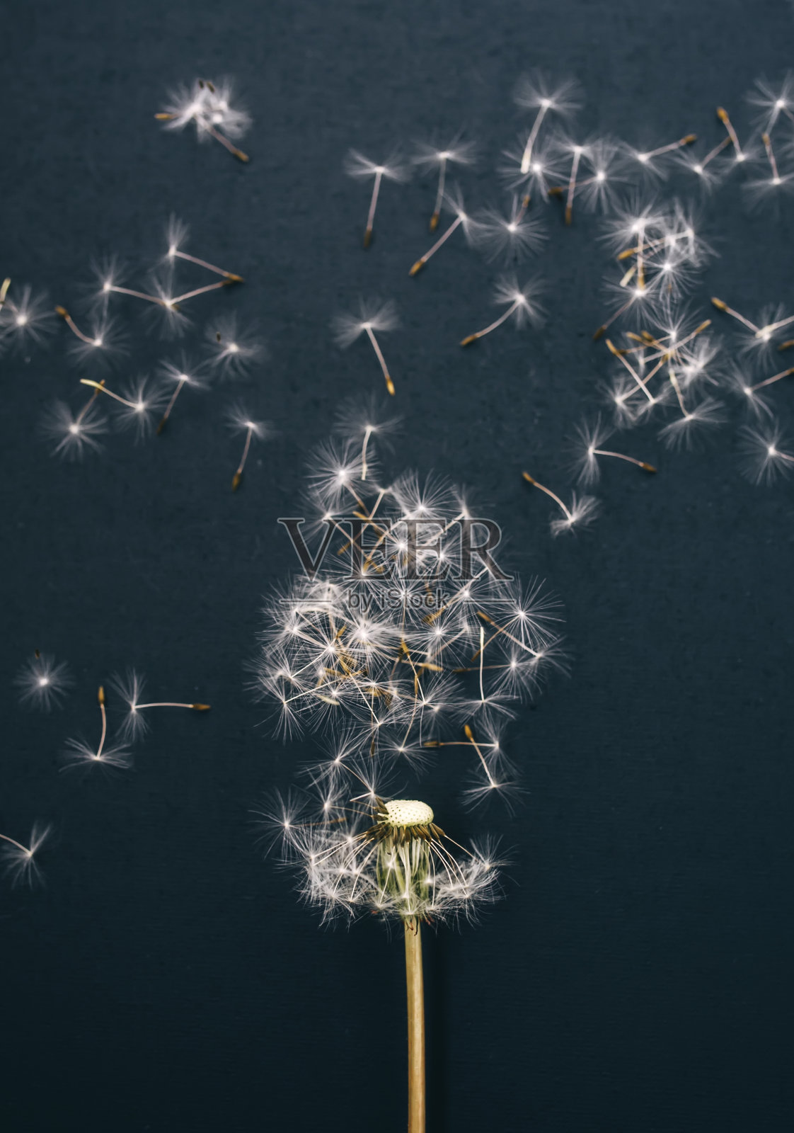 黑色背景上的蒲公英和雨伞照片摄影图片