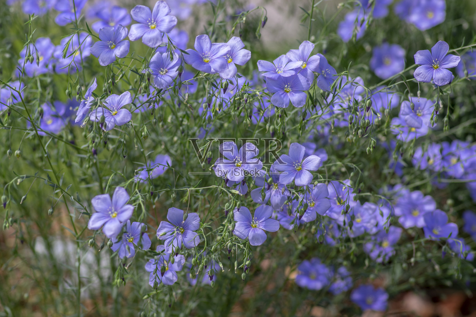 亚麻籽开花观赏园林植物，群美丽的蓝色普通亚麻花盛开照片摄影图片