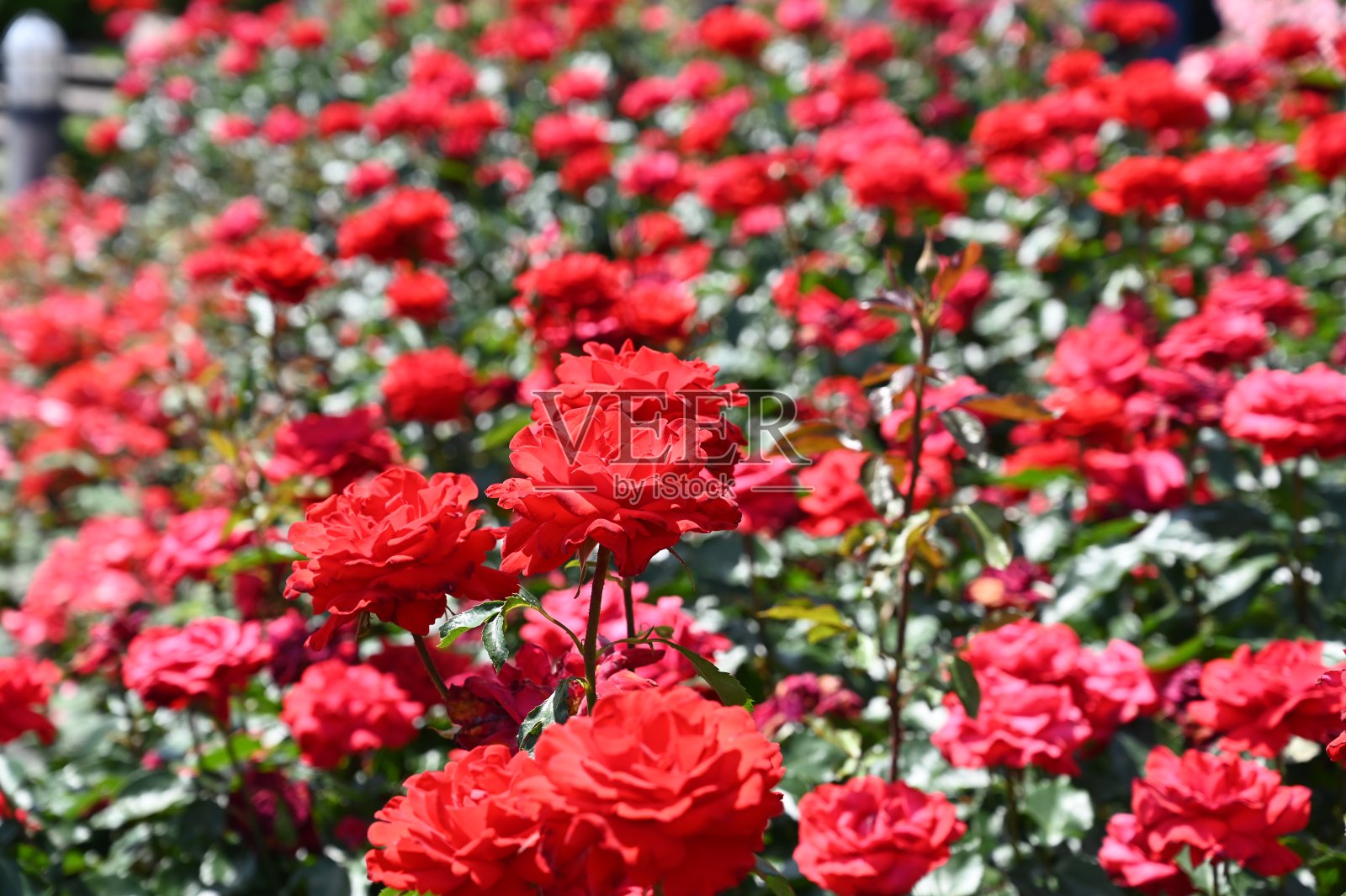 粉色玫瑰照片摄影图片